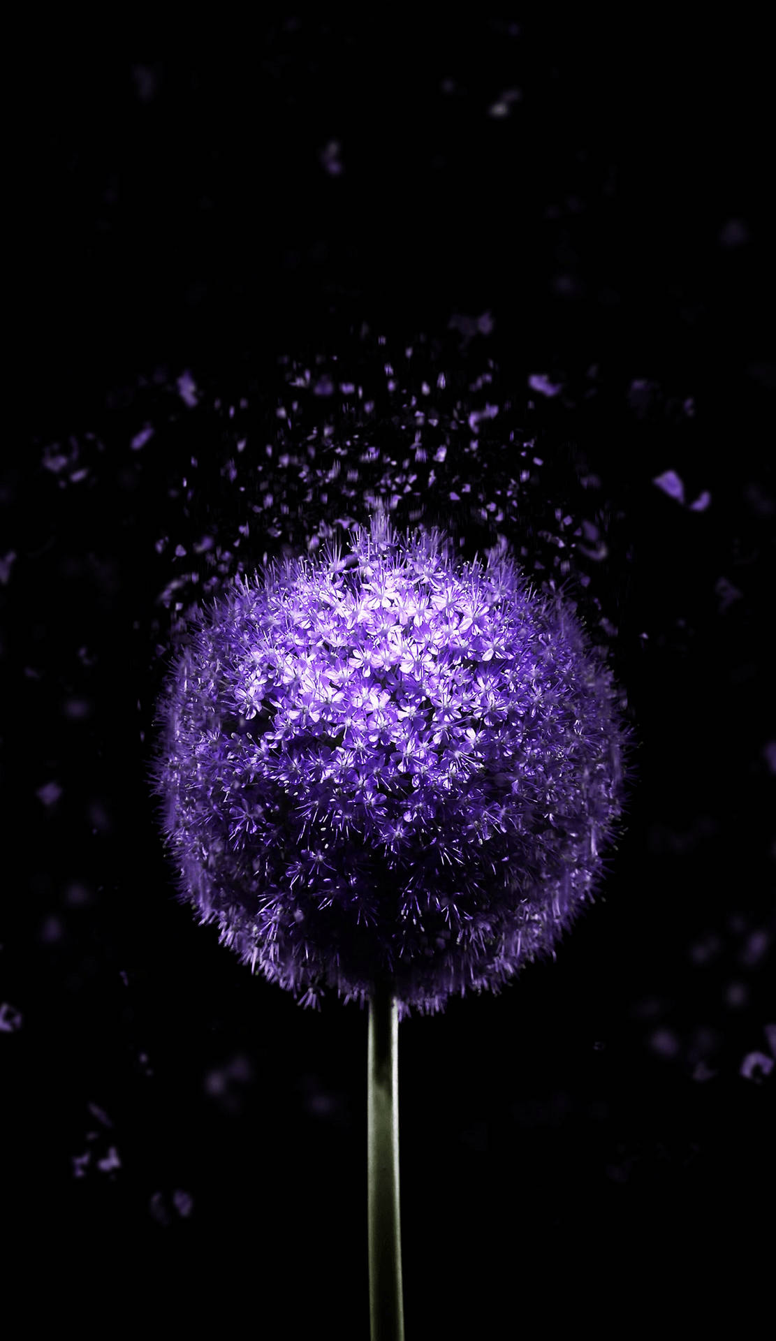 Violet Allium Dark HD Flowers Wallpaper
