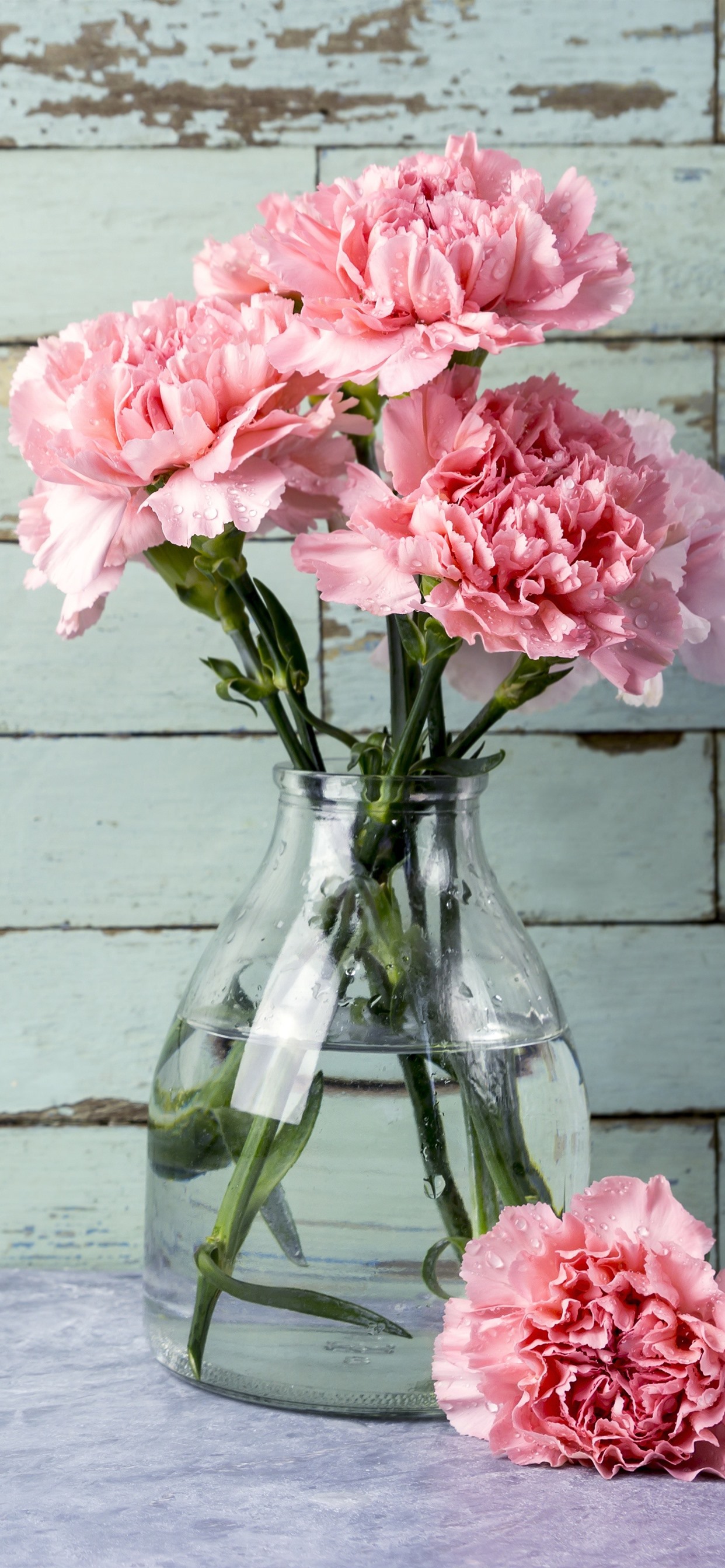 iPhone Wallpaper Pink Carnation Flowers Vase Flower