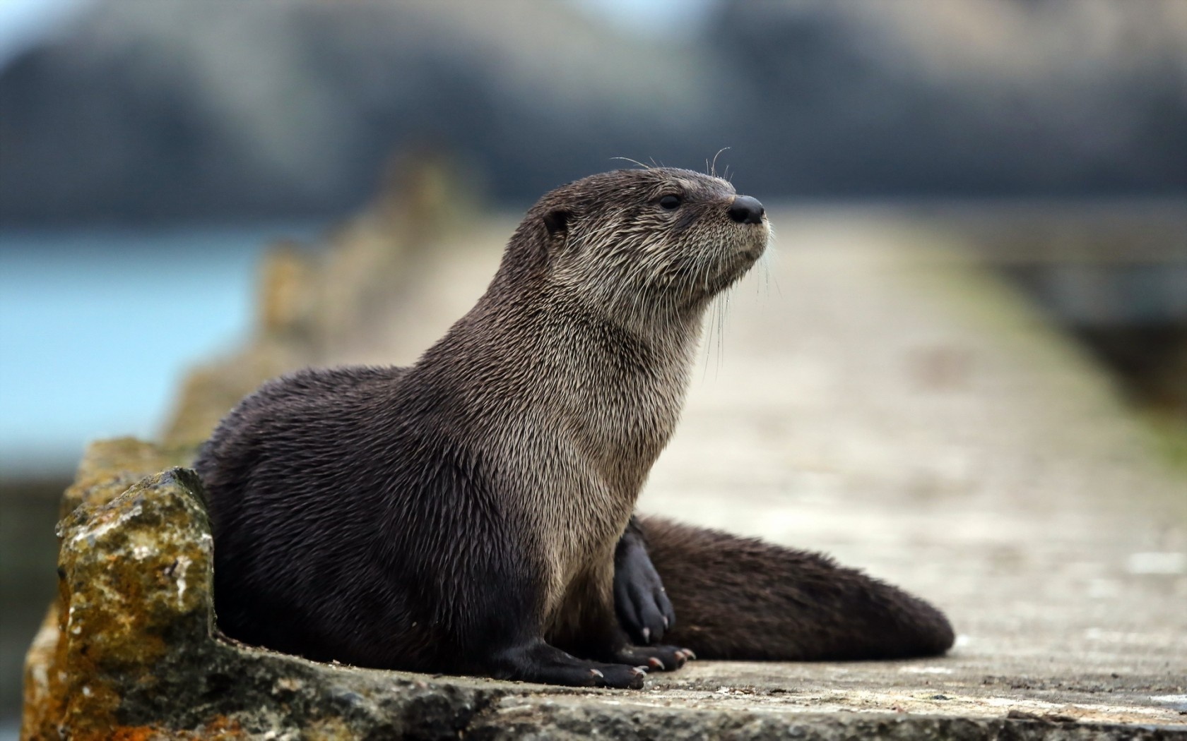 Wallpaper Sea Otter Marine Mammal Muzzle Look Desktop