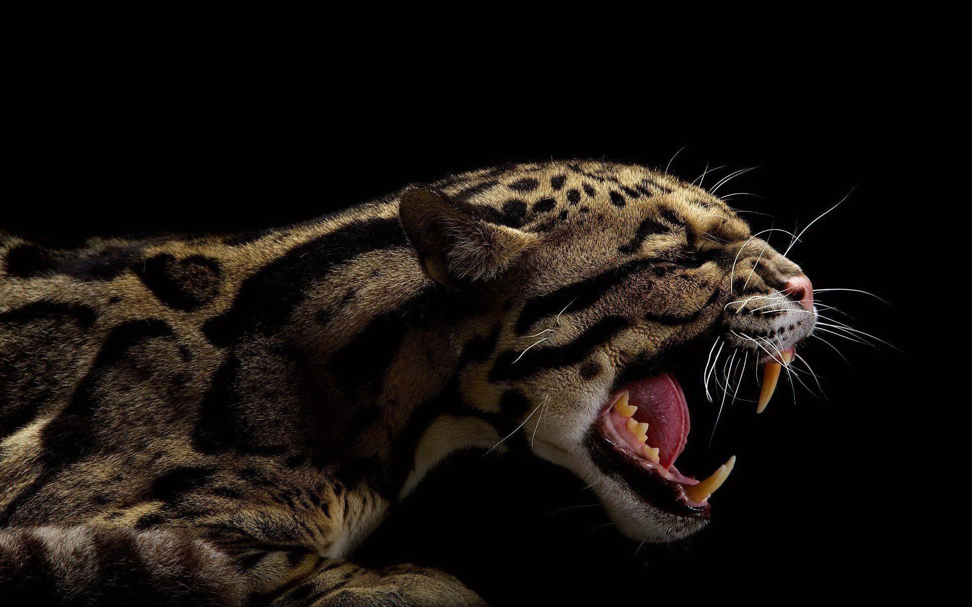 Animals Teeth Black Background Clouded Leopards Wallpaper