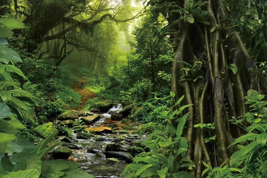 Amazon Eainb Spring Nature Scenery Backdrop Rainforest