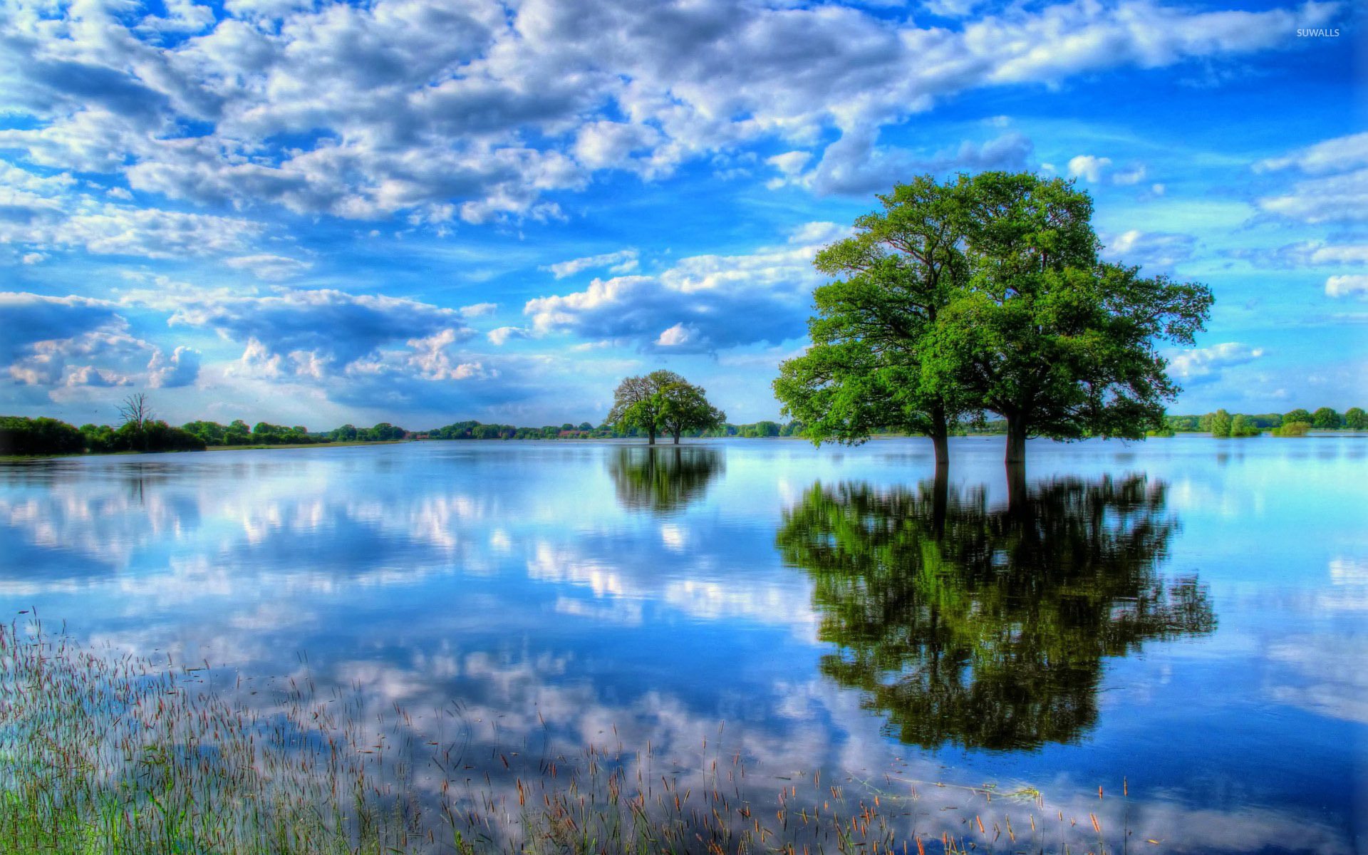 Trees in the water wallpaper   Nature wallpapers   35686