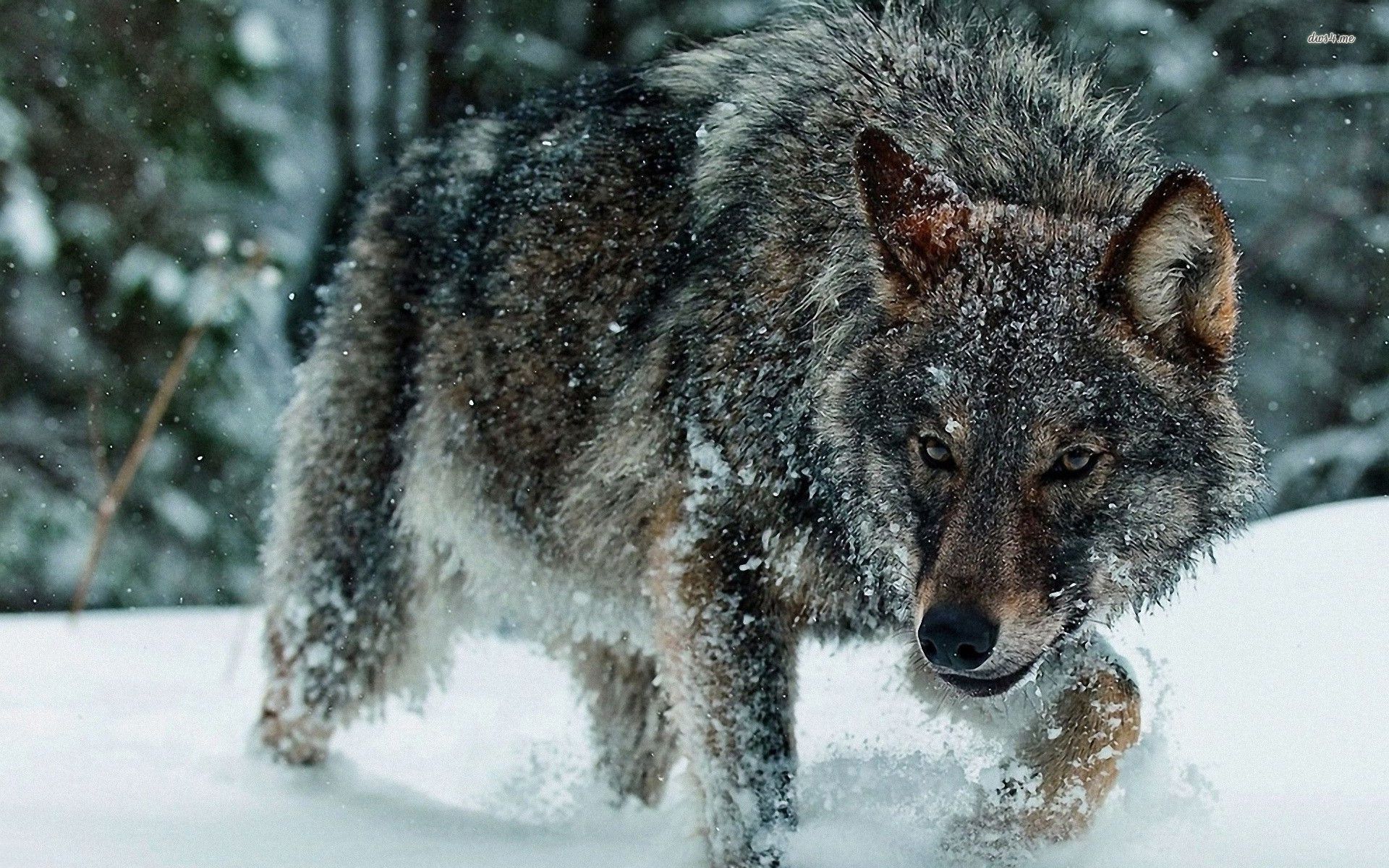 Majestic Wolf In Snow Wallpaper