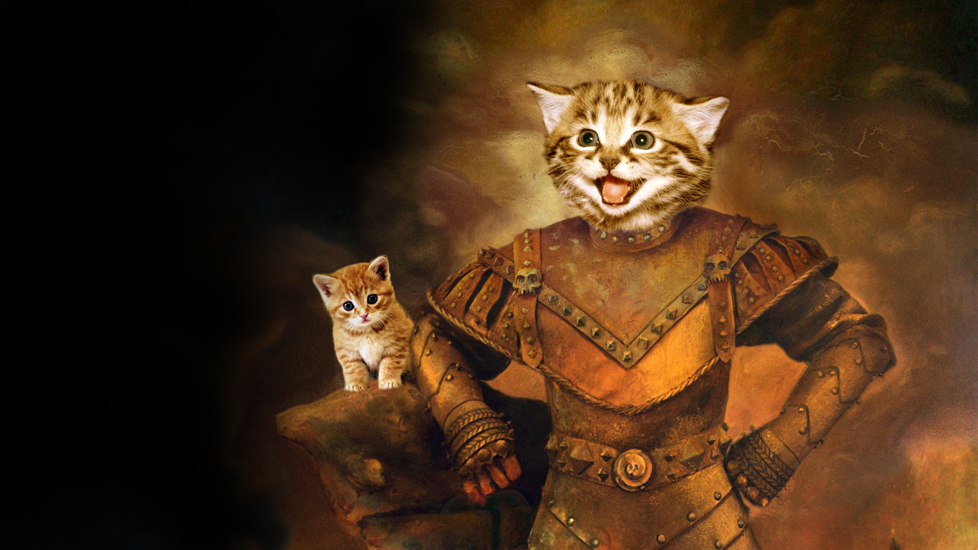 Funny Cat Wallpaper HD For Desktop Background