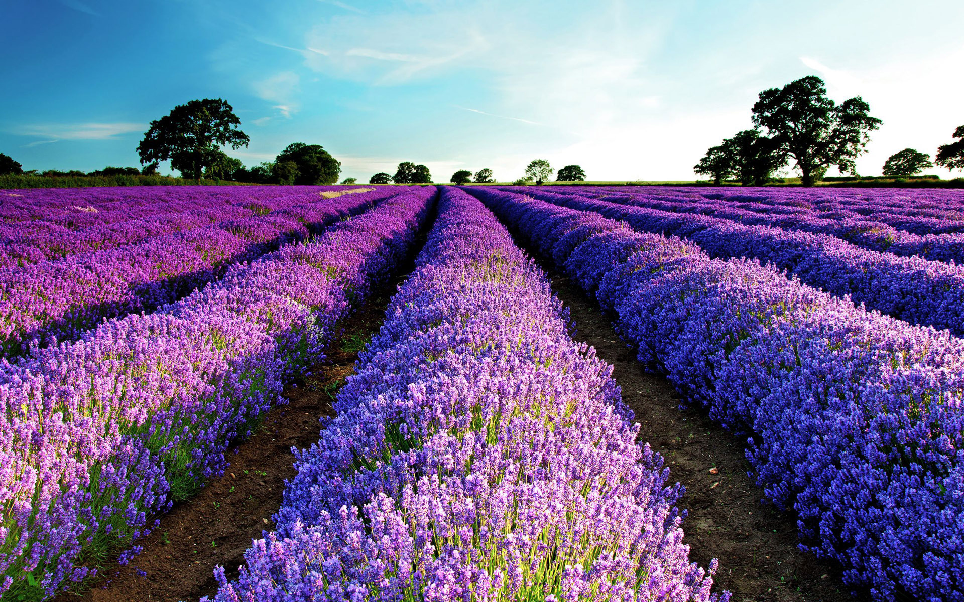 HD Lavender Flower Background