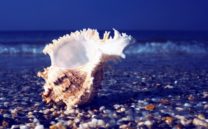 Sea Shells Seashells Wallpaper