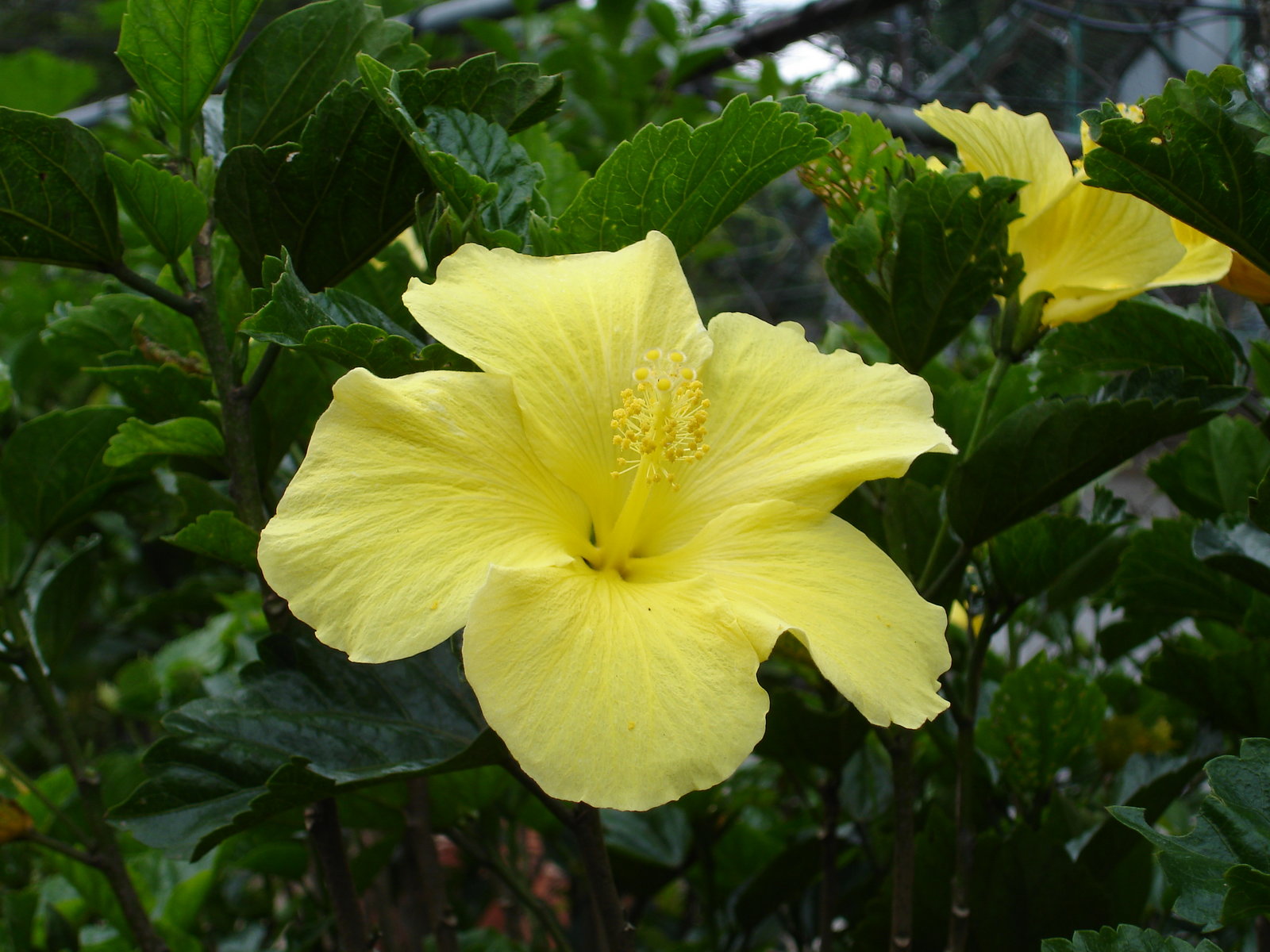 Tropical Flowers Wallpaper Yellow Hibiscus