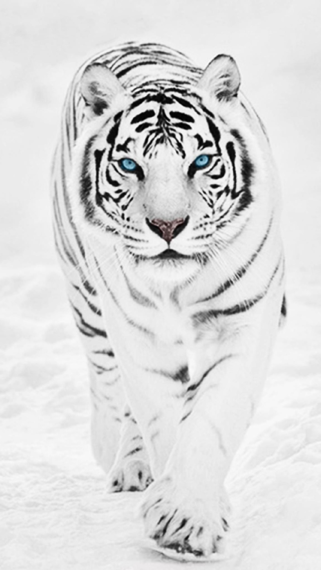 White Tiger iPhone Wallpaper 640x1136