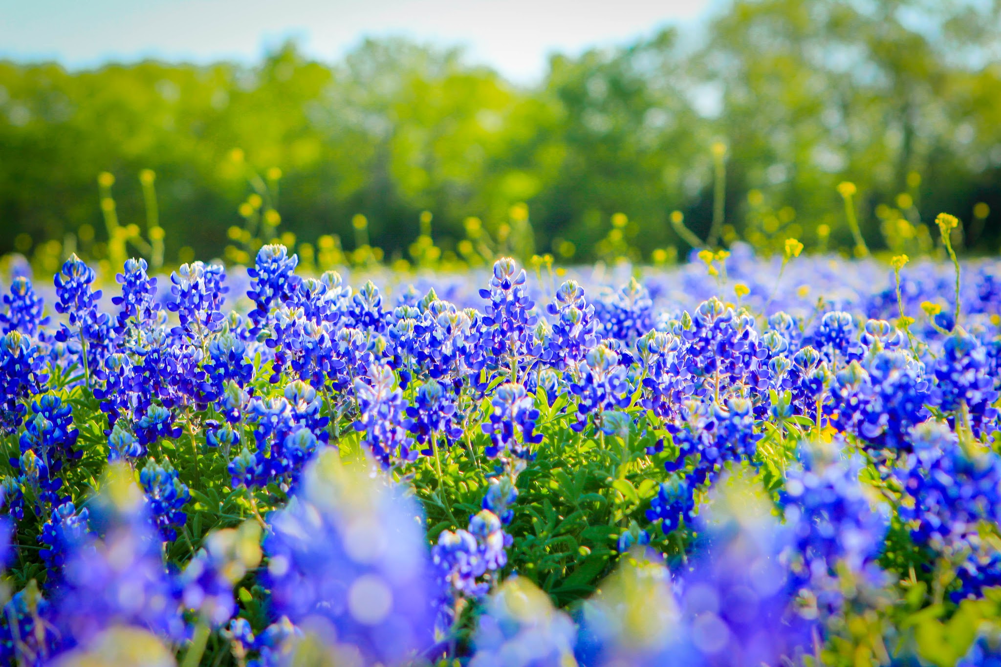 Texas Bluebons State Flower Wallpaper HD