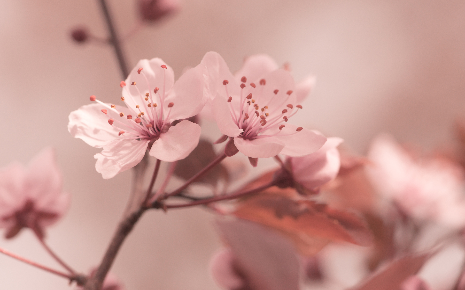 Sakura Flowers Desktop Wallpaper