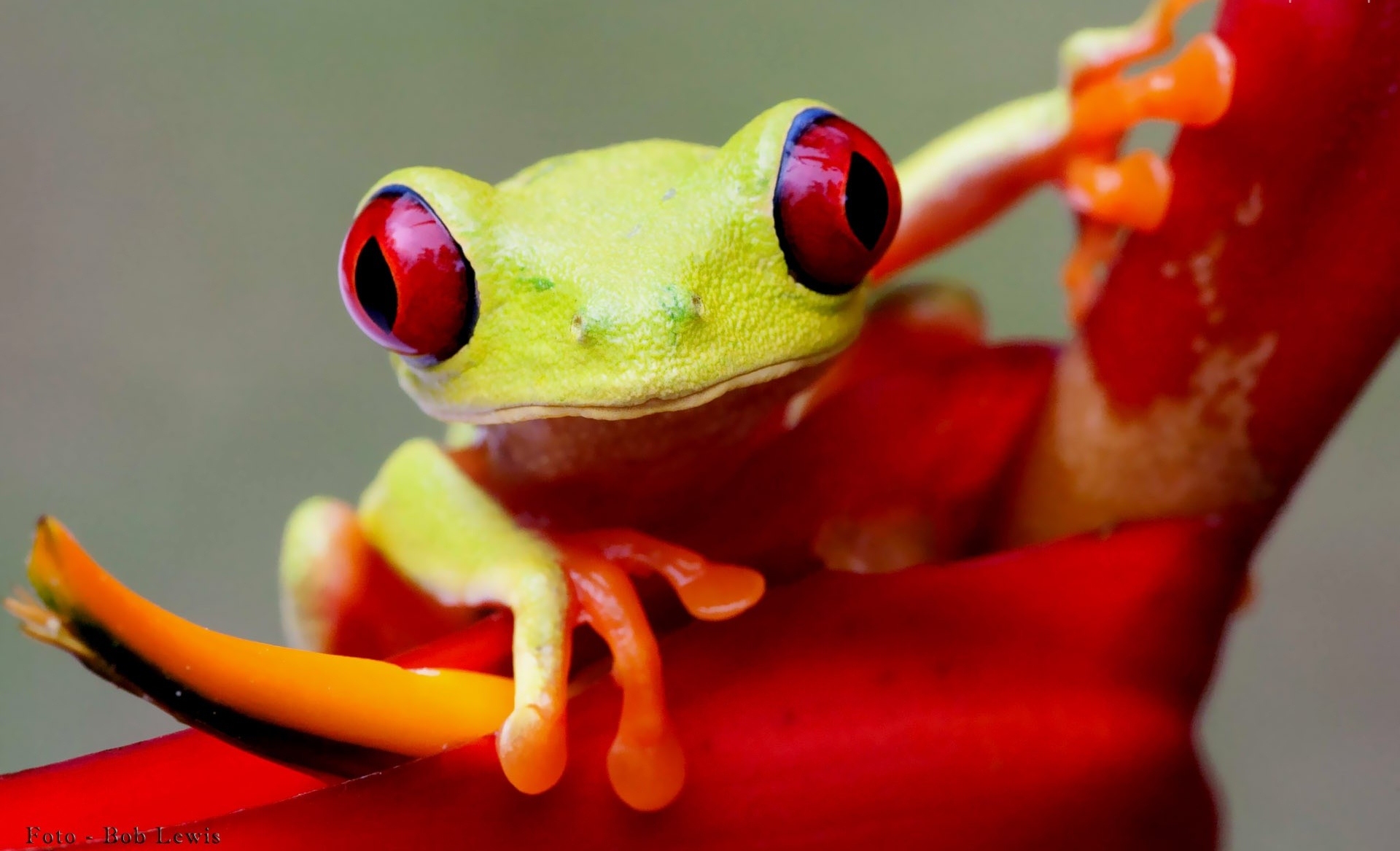 Frog Puter Wallpaper Desktop Background Id