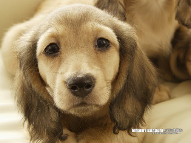 Miniature Dachshund Puppy Wallpaper Cuddly