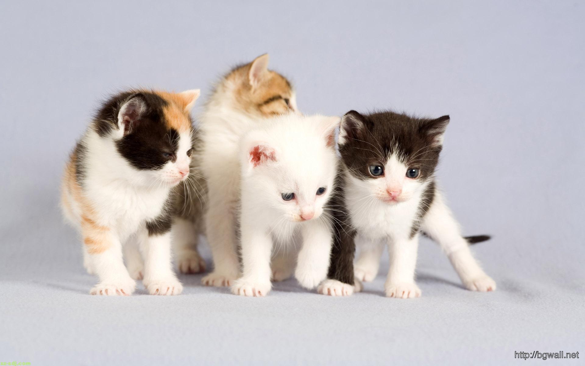Cute Cats Desktop Wallpaper HD Background