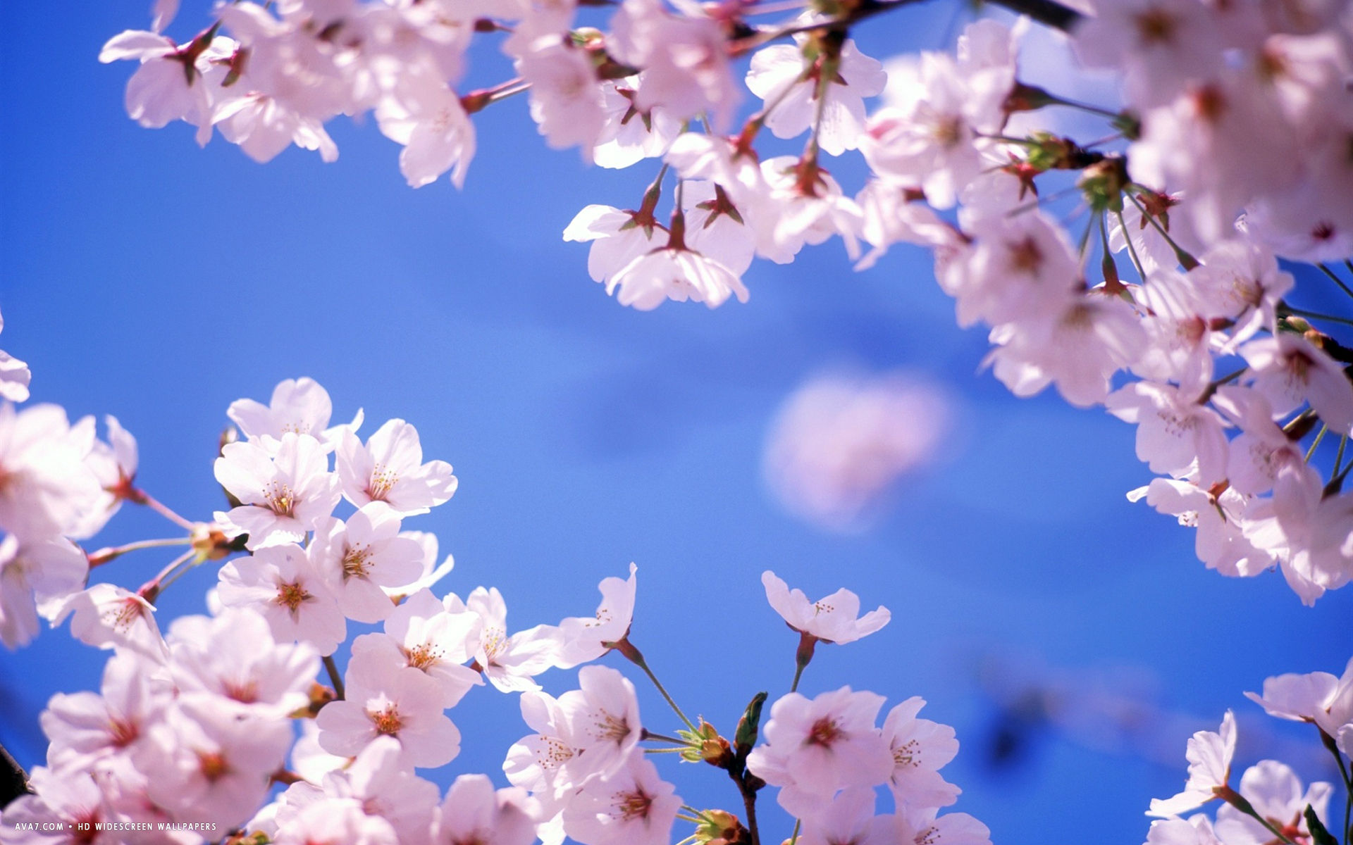 Flowers Cherry Blossom Wallpaper