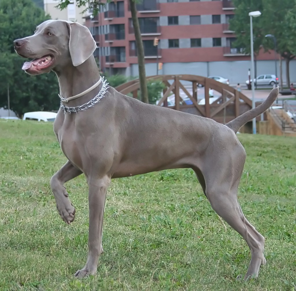Weimaraner