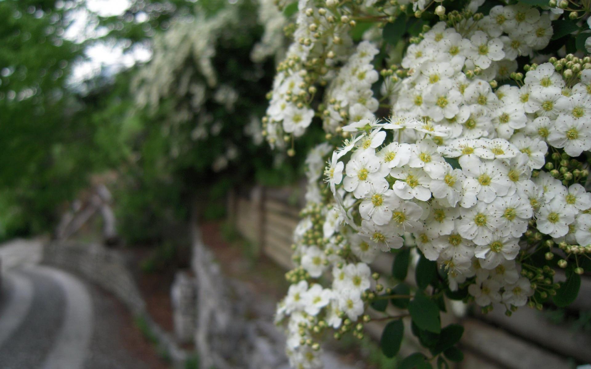 Flower Wallpaper White Landscape