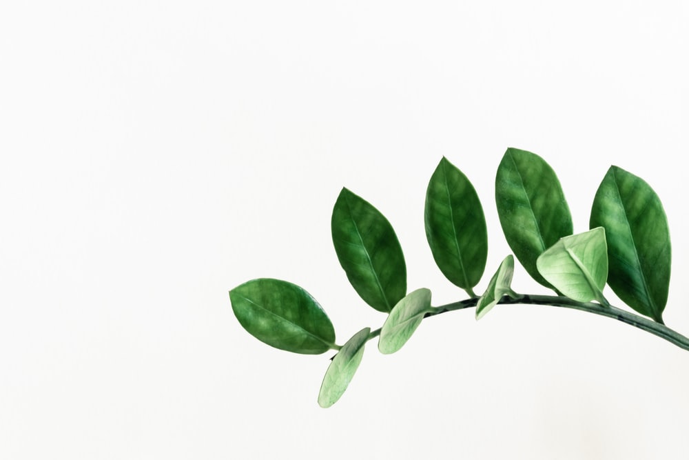 Leaf Background Image HD Background