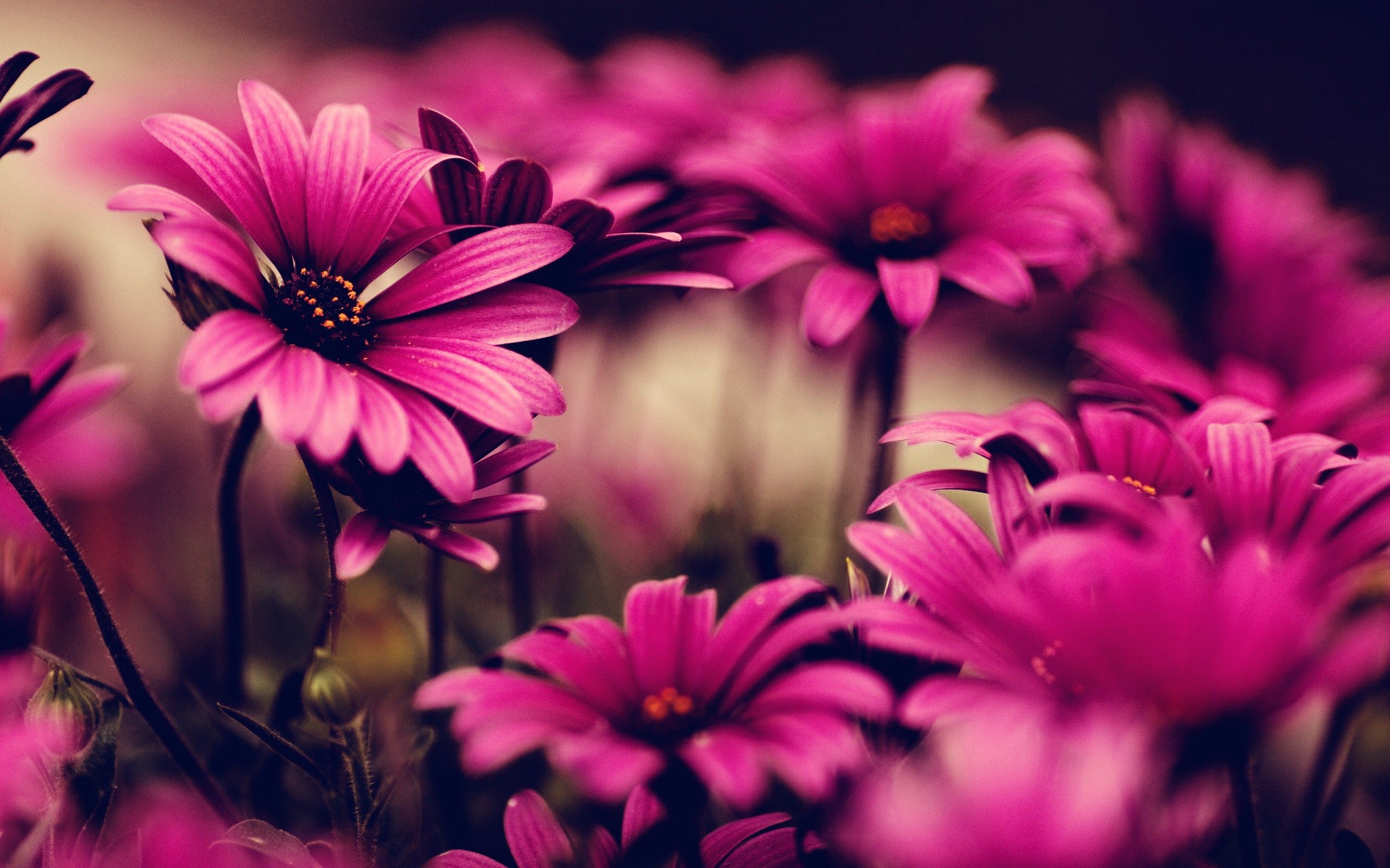 Pink Cool Flowers HD Wallpaperwele To Starchop