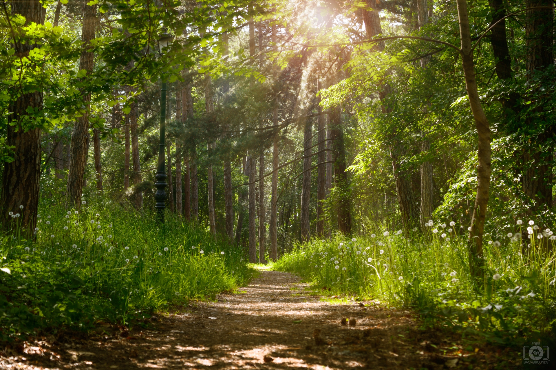 Forest Sunlight Background High Quality Background