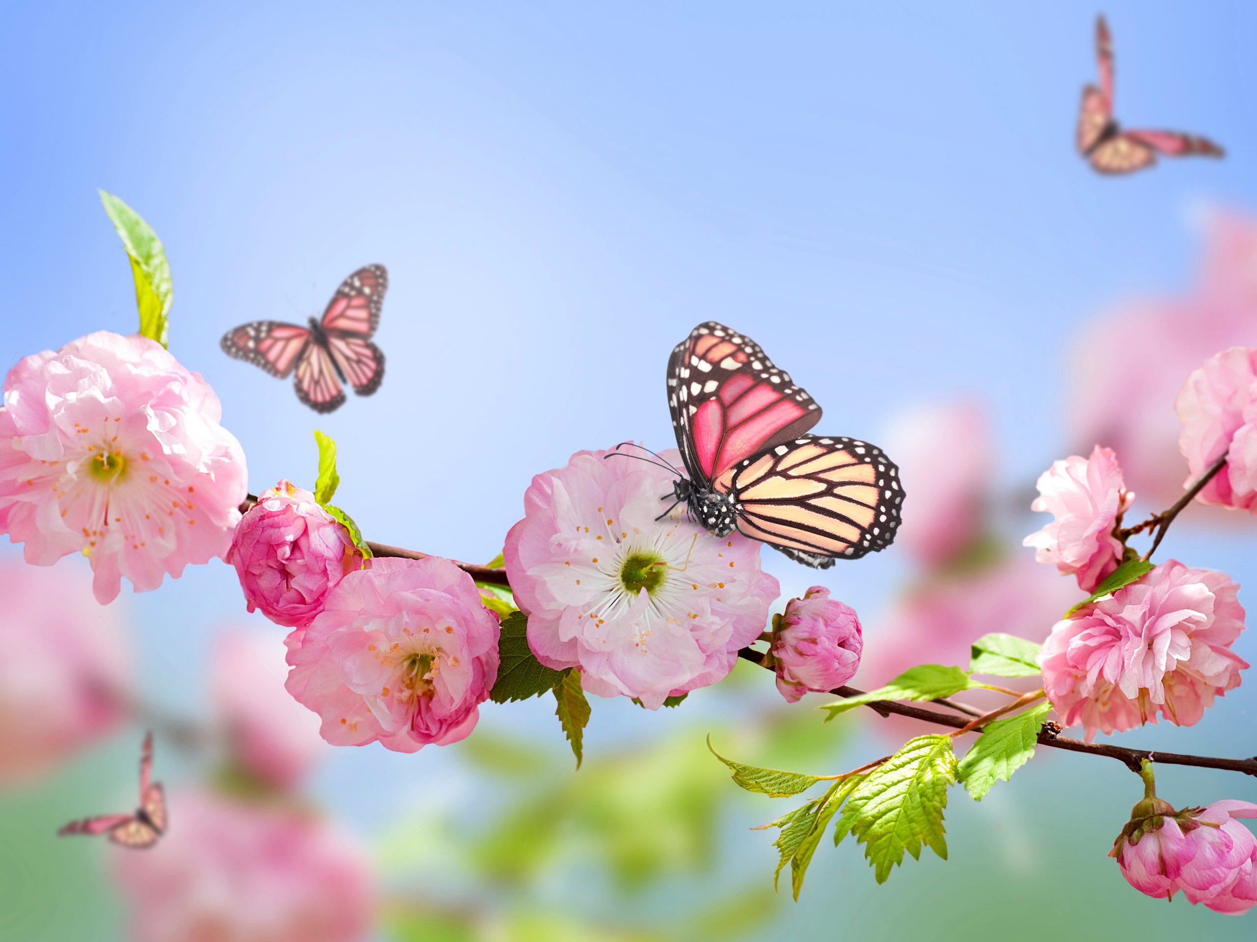 Spring Wallpaper Pink Flowers Butterflies Blue Sky HD