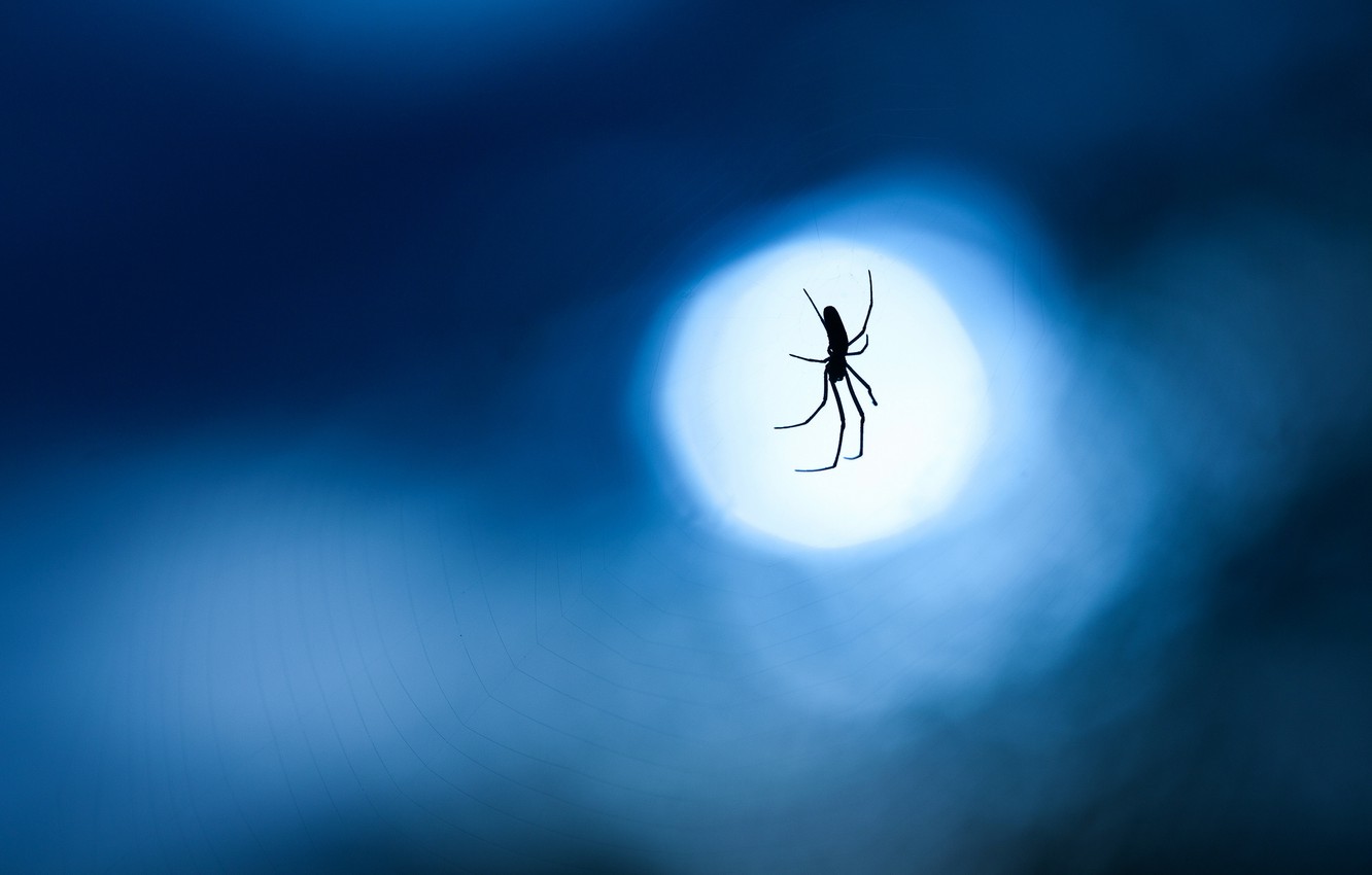 Wallpaper Macro Night Blue Background The Moon Web Spider