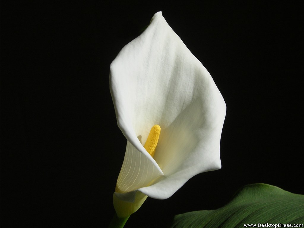 Desktop Wallpaper Flowers Background Calla White Lily