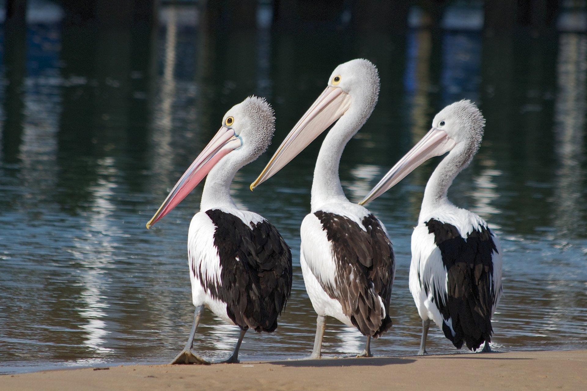 Bird Water Animal Pelican HD Wallpaper