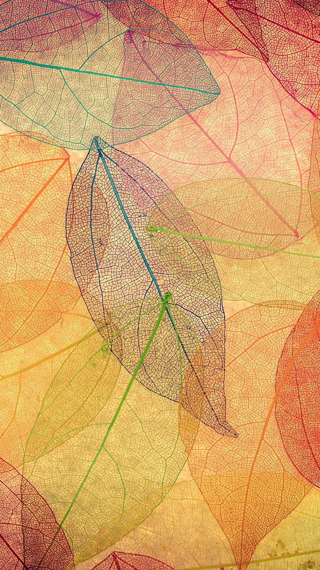 Enjoy The Colors Of Fall With An iPhone Plus Wallpaper