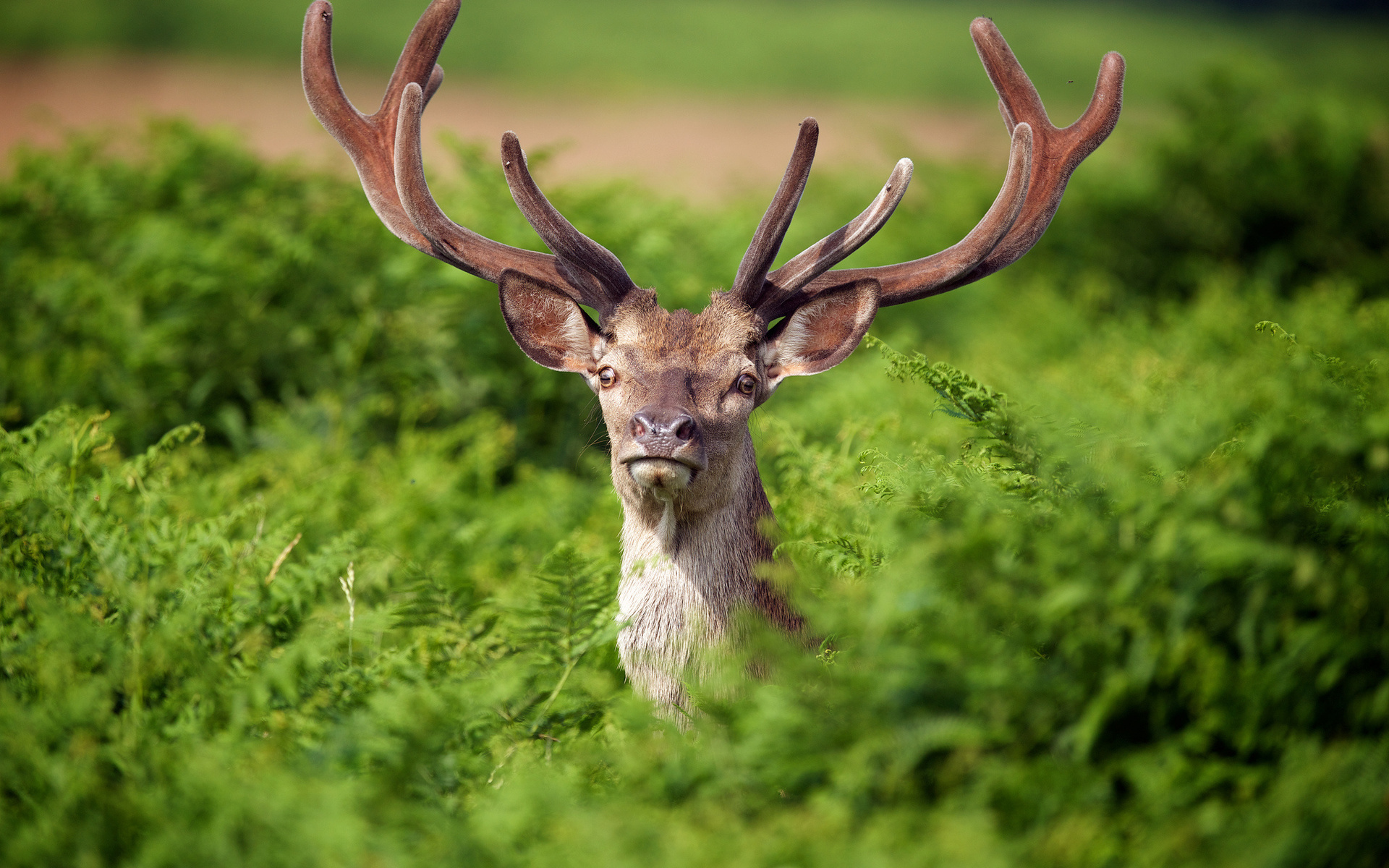 Url HD4desktop Nature Deer Horns Wild HD Wallpaper