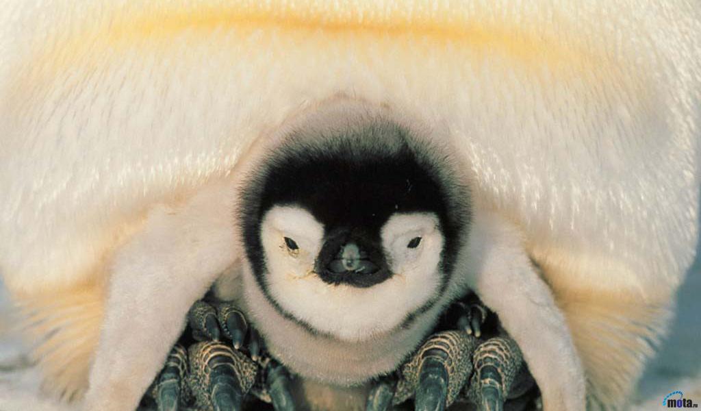 Desktop Wallpaper Safe Harbor Emperor Penguins Weddel Sea