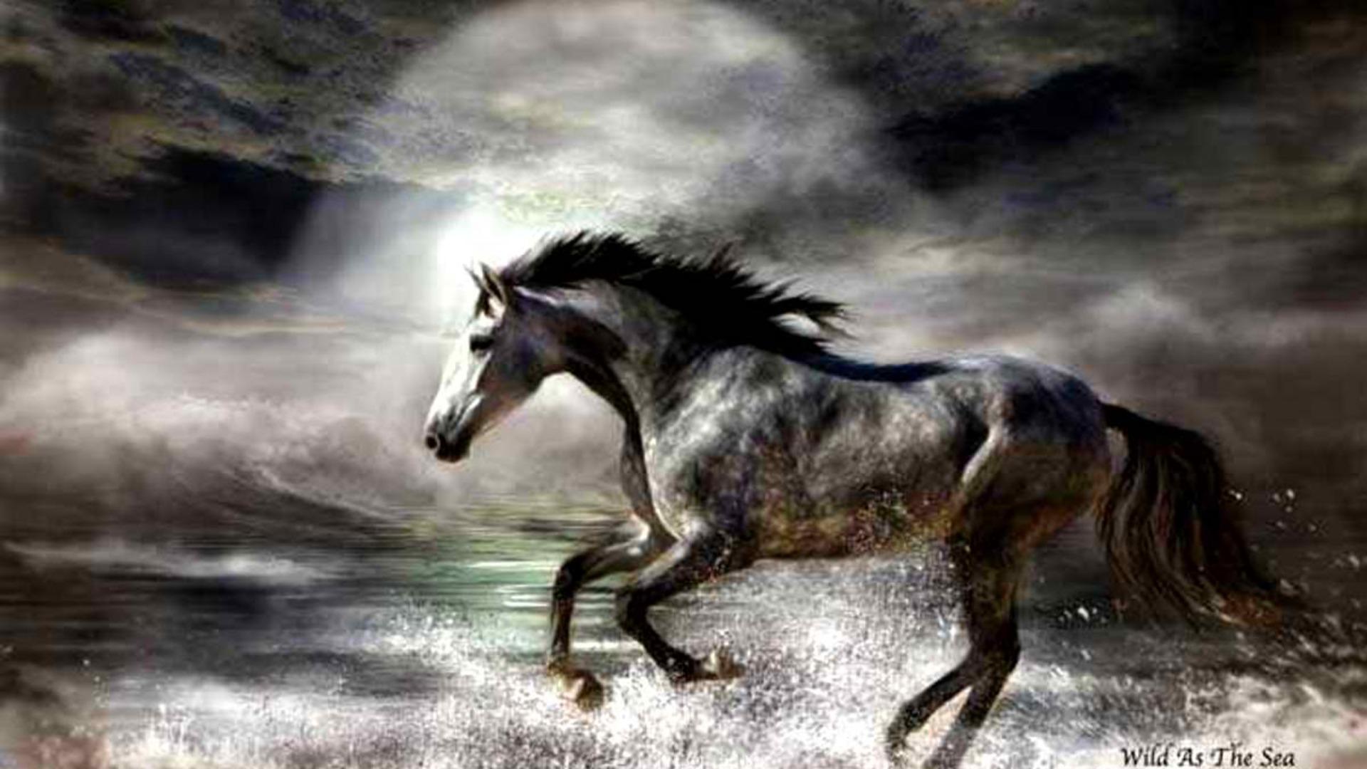 Wild Paint Horse Wallpaper Image For Gt Horses