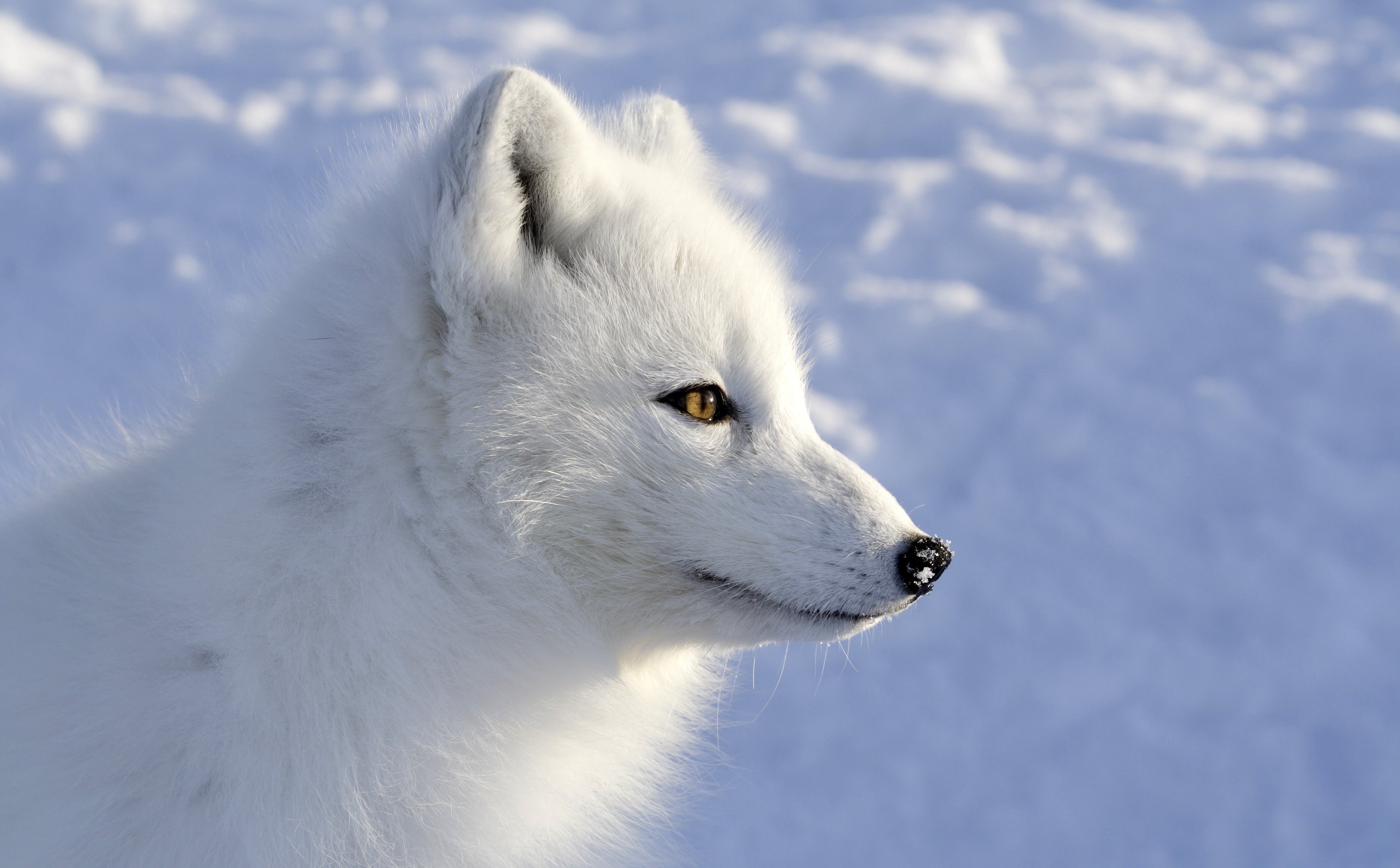 White Fox Images  Browse 14899 Stock Photos Vectors and Video  Adobe  Stock
