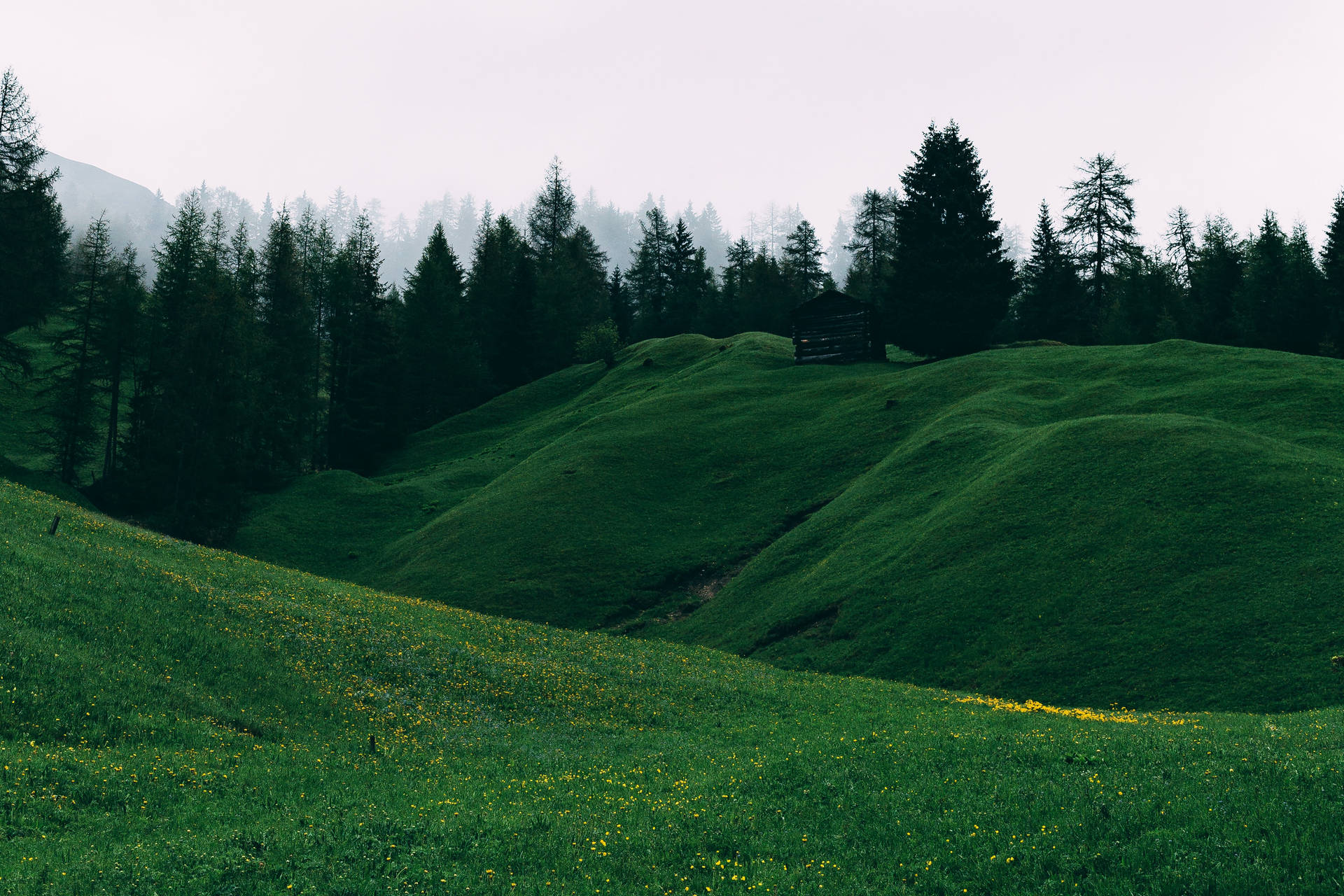 Yellow Flower Green Hill Wallpaper