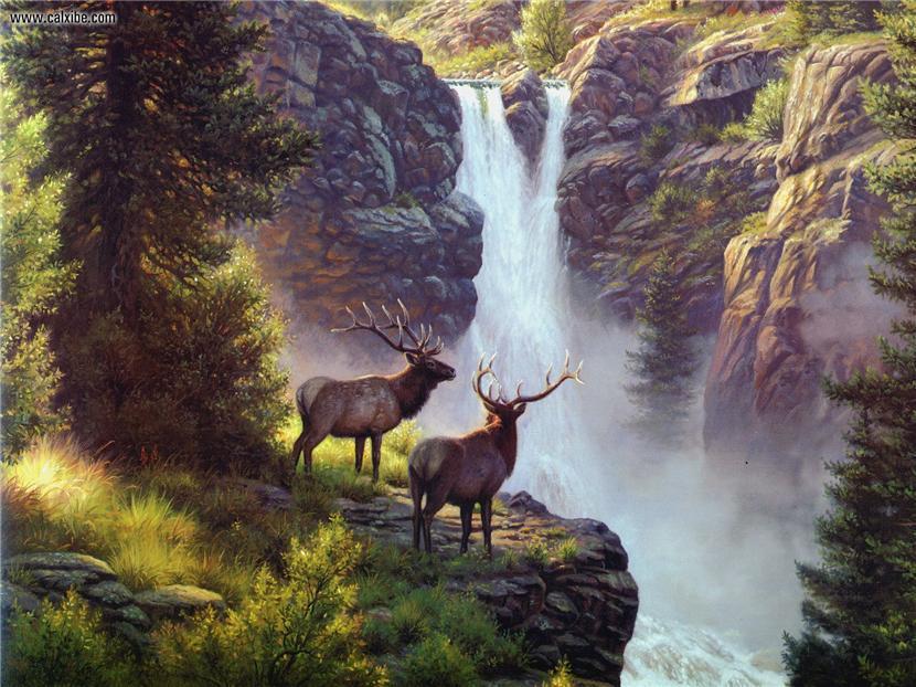 Beautiful Nature Image Wild Animals HD Wallpaper