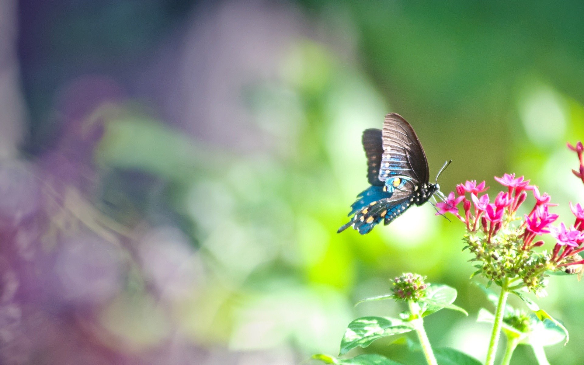 Pink And Blue Butterfly Background Wallpaper