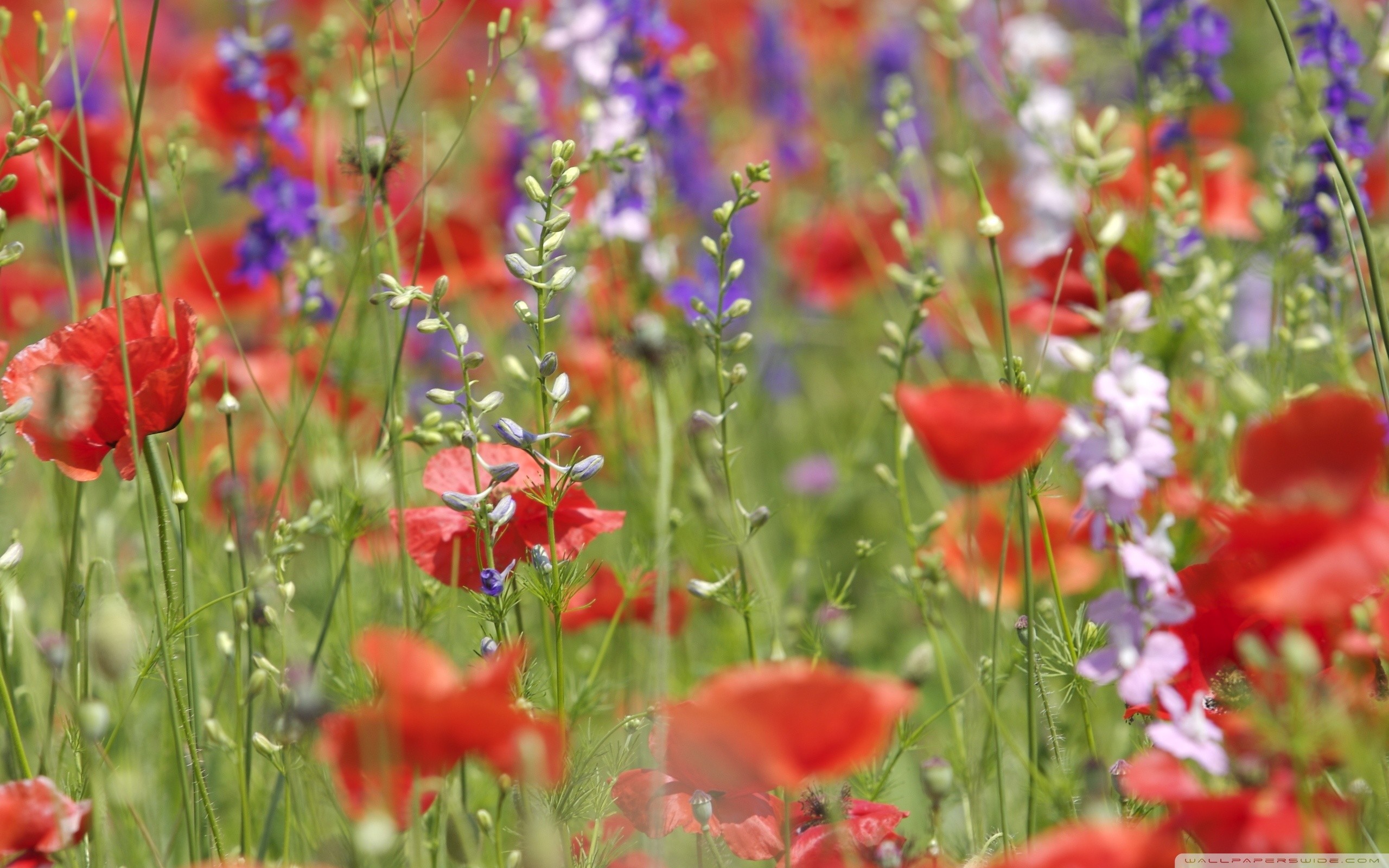 Wildflowers Wallpaper Smartphone