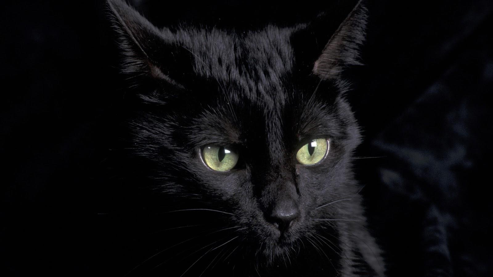 Free download 43] Cute Black Cat Wallpaper [1600x900] for your Desktop ...