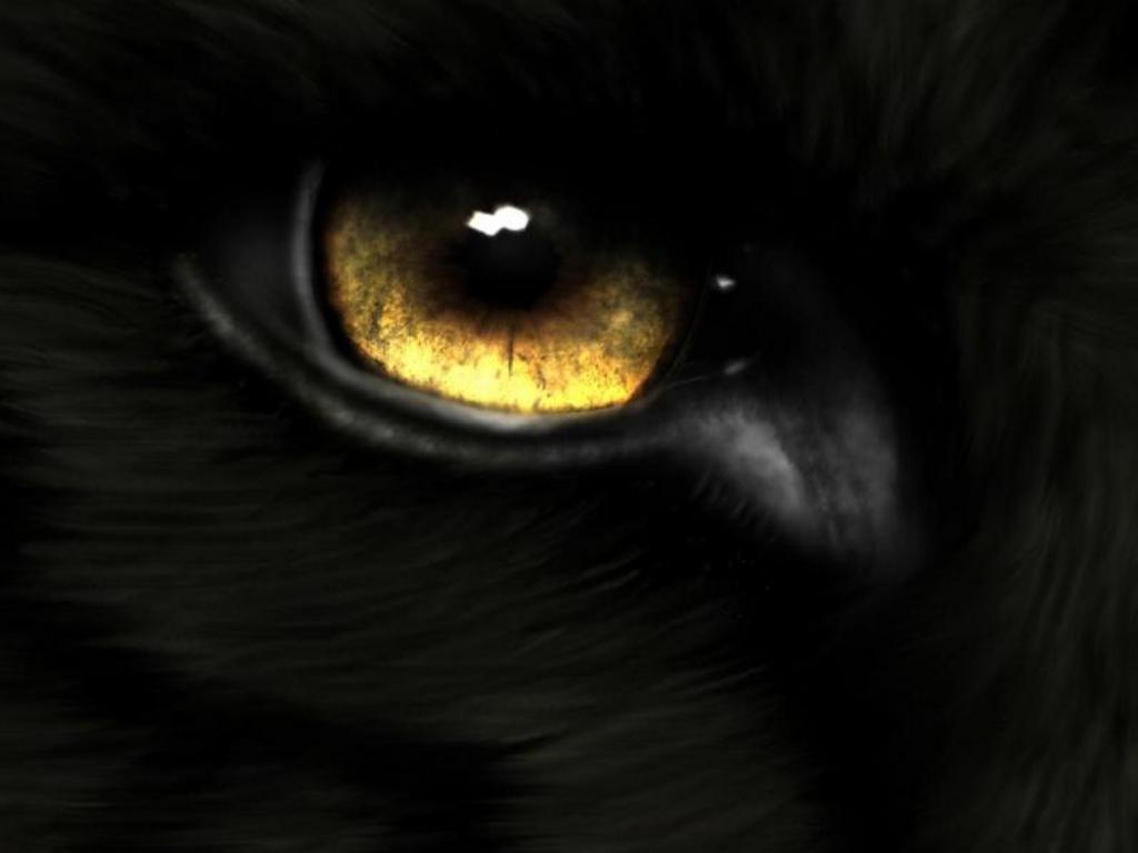 Fire And Ice The Wolf Pack Black Eye