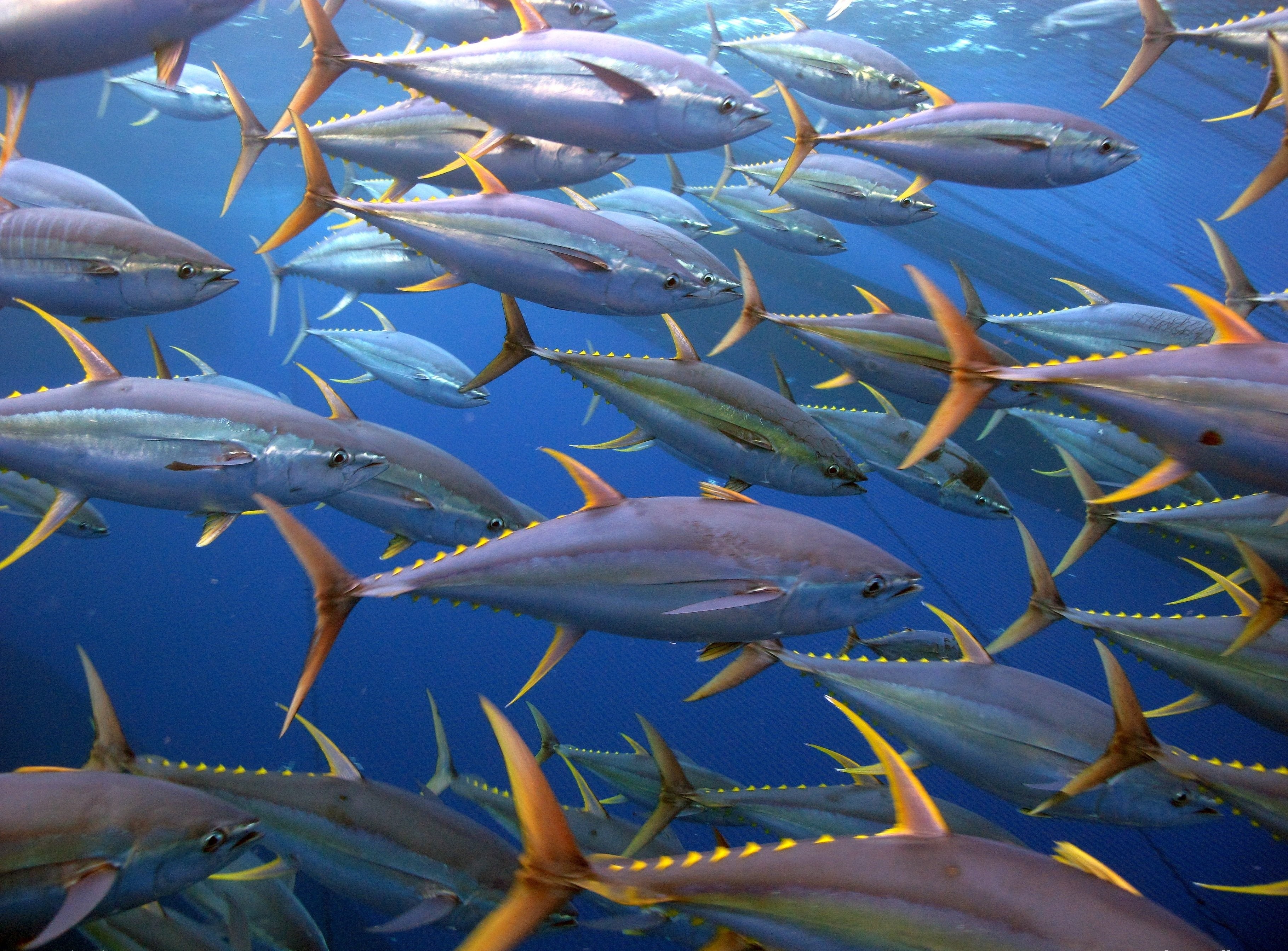 Tuna Background Image Underwater Fishes Ocean HD