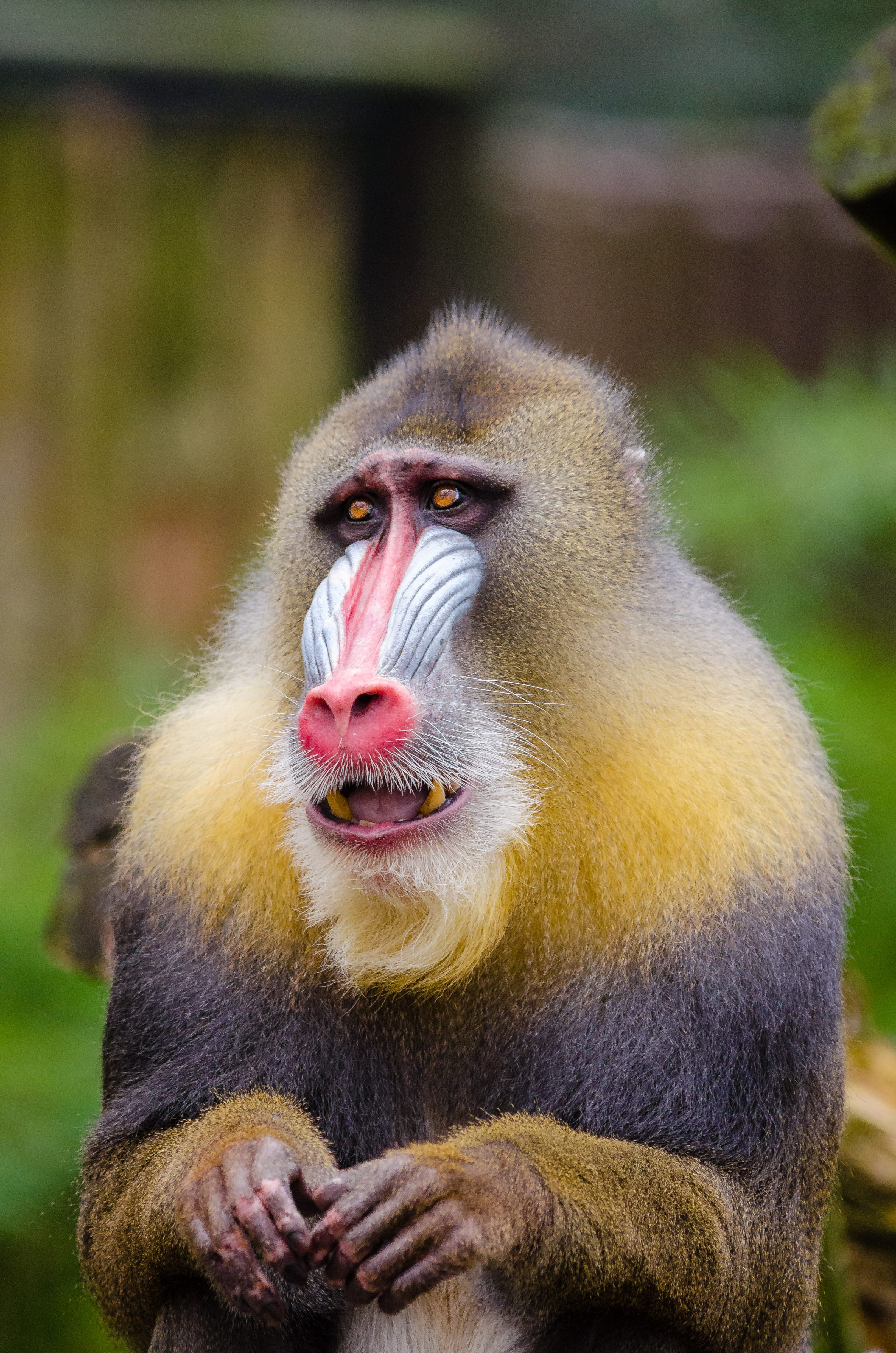 Close-up of a Mandrill Baboon