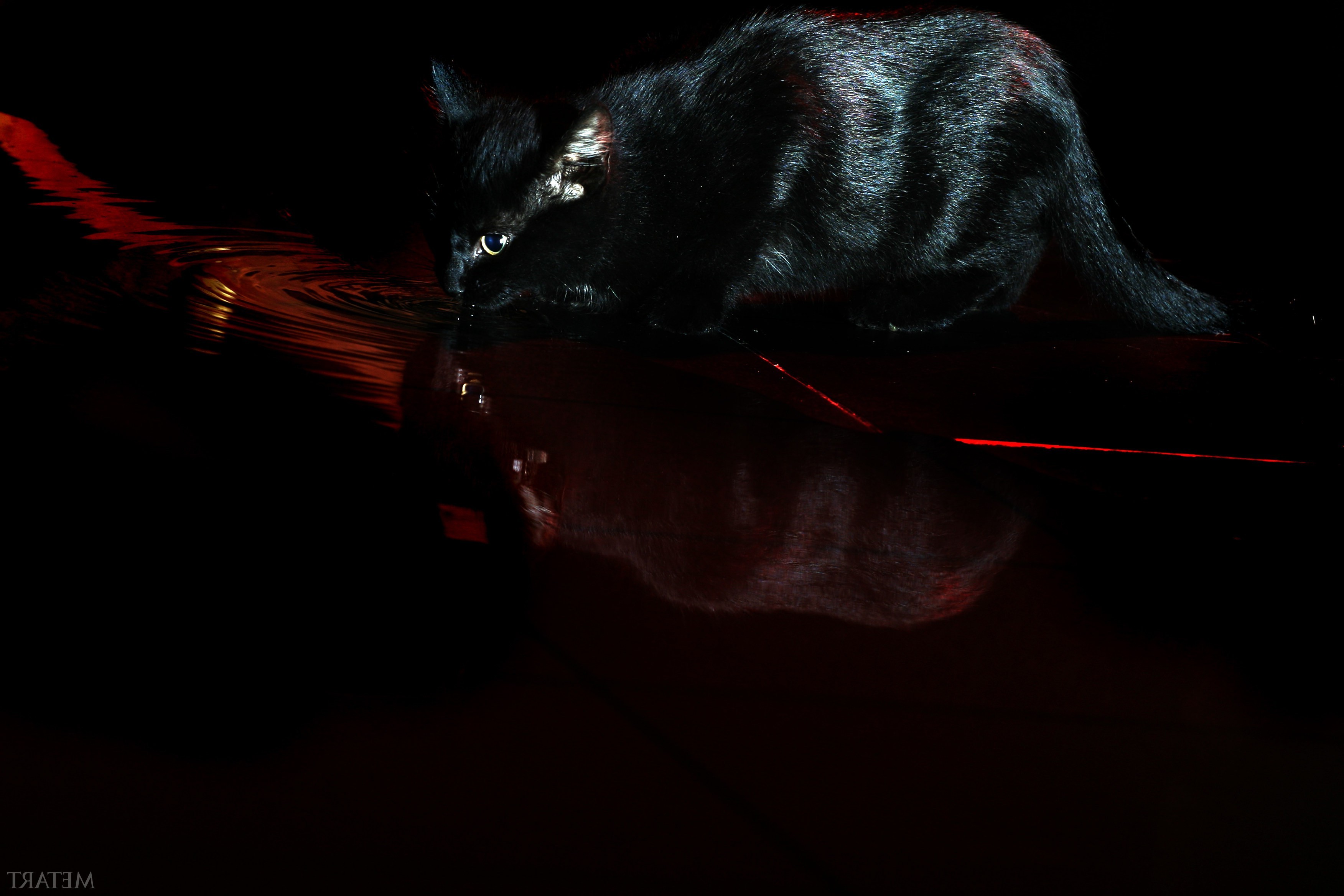 Wallpaper Black Water Red Devil Cat Art Darkness