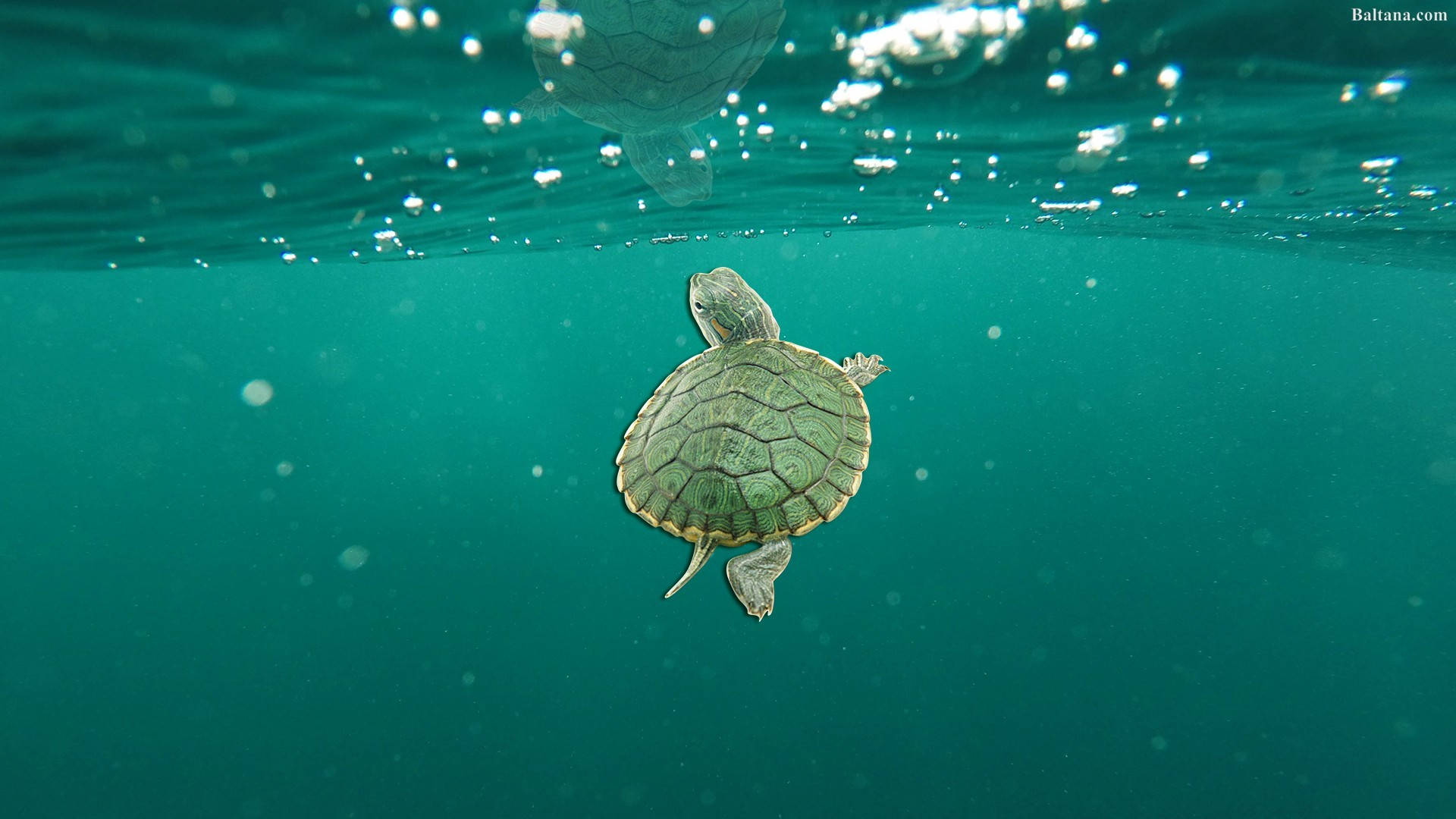 Cute Turtle Wallpaper