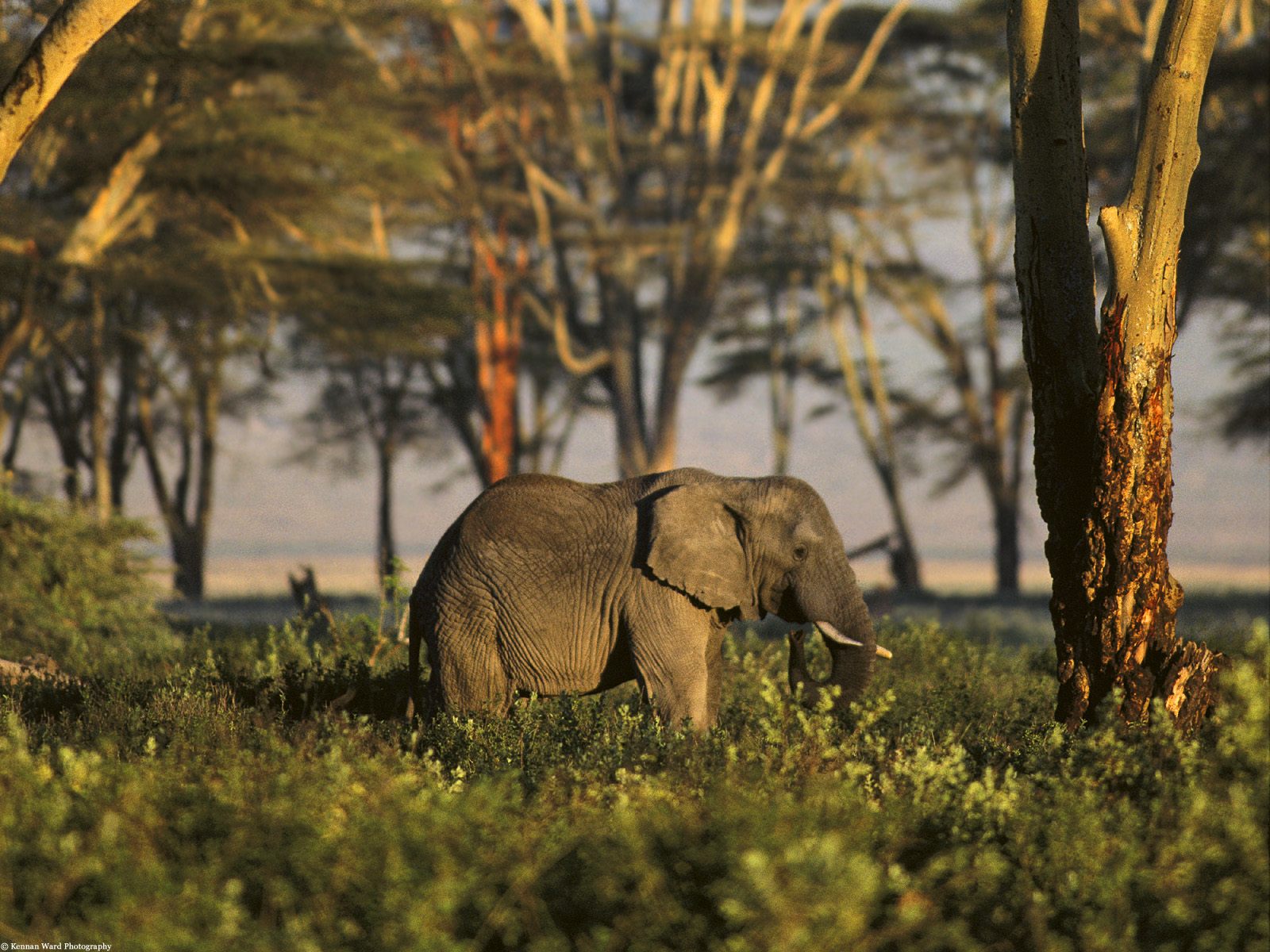 African Animals Wallpaper