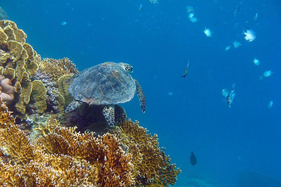 Sea Turtle HD Wallpaper Background
