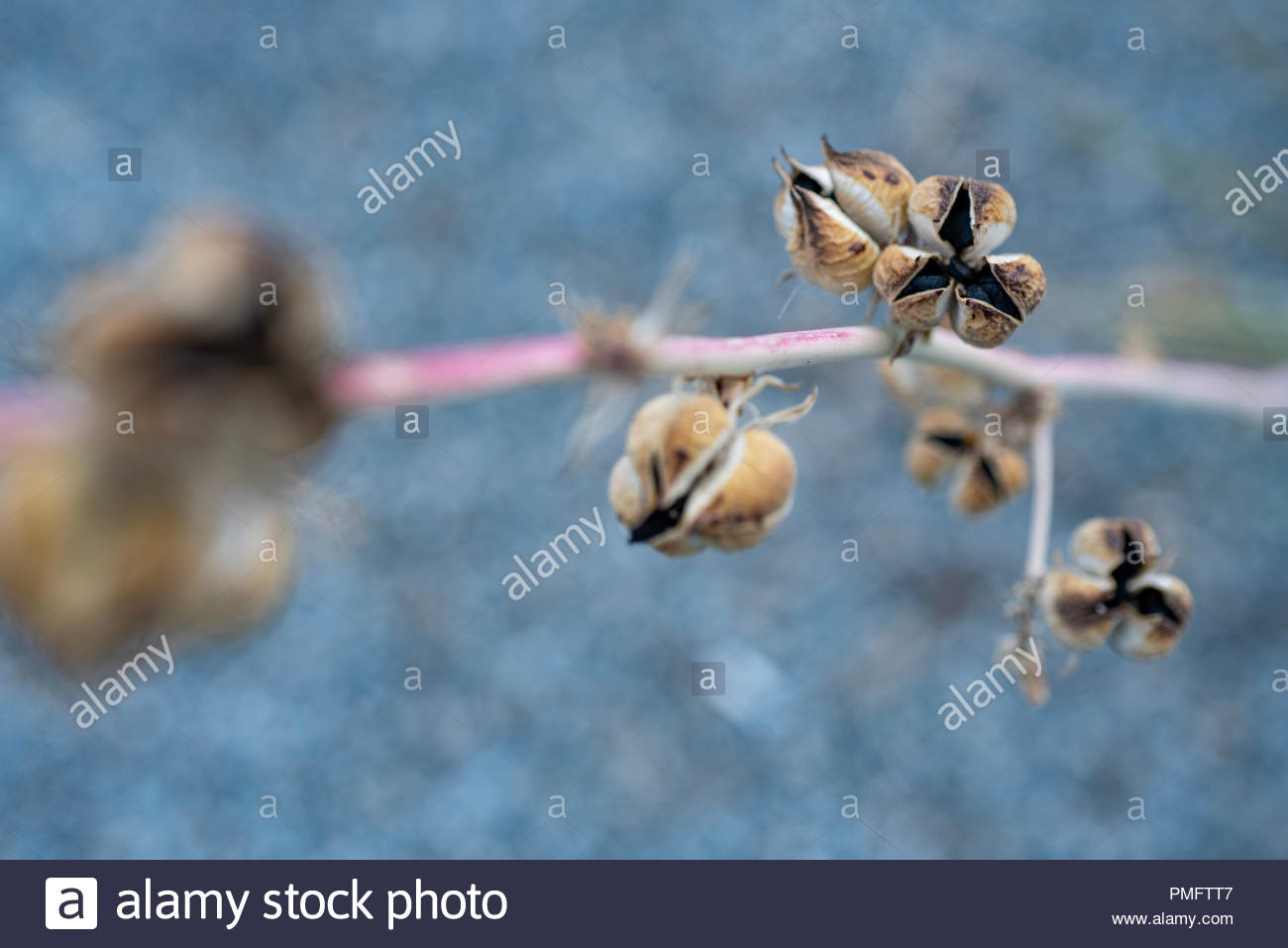 Dried Flower Seedpods In Mojave Desert Nature Background Stock