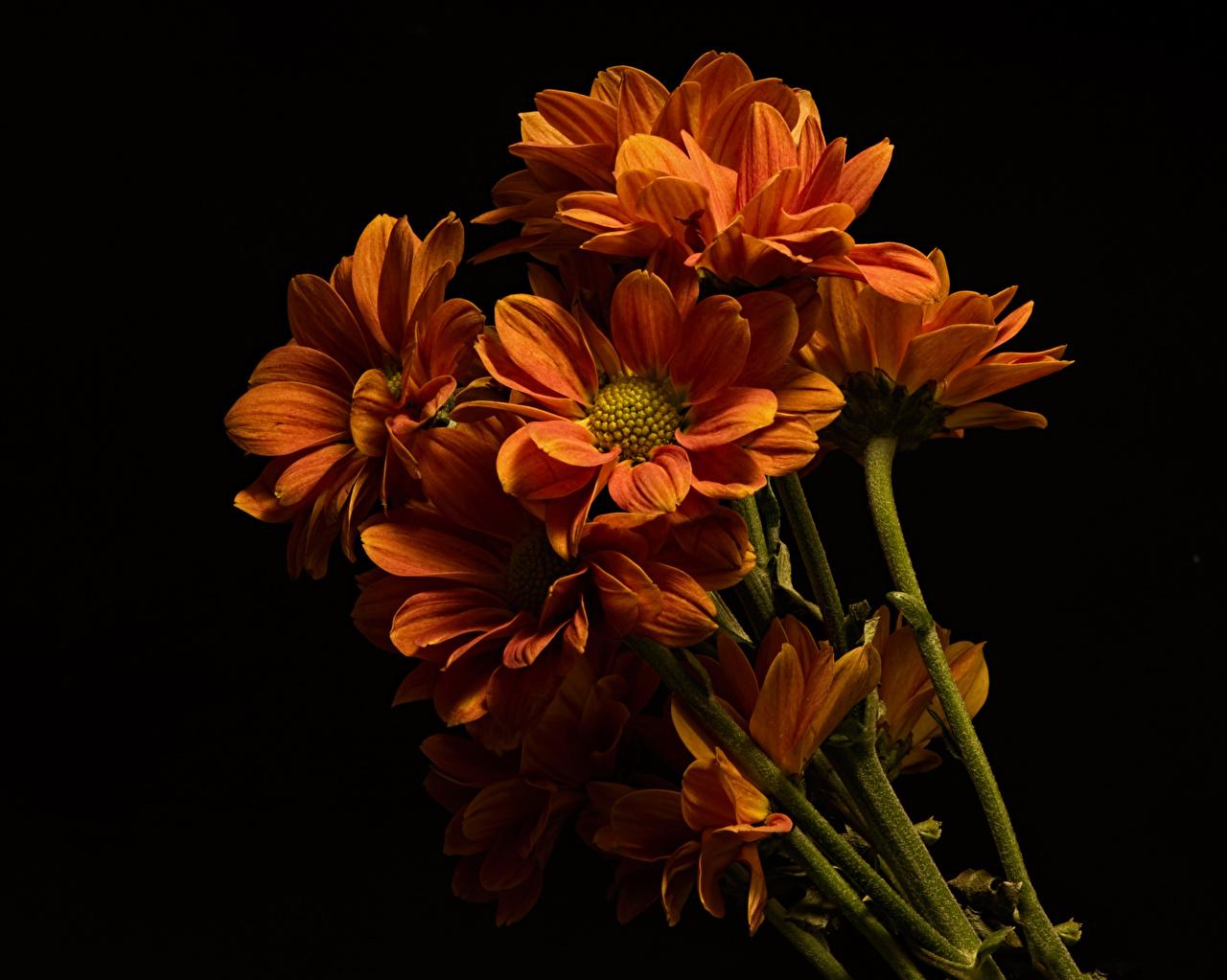 Images Orange flower Chrysanthemums Closeup Black background
