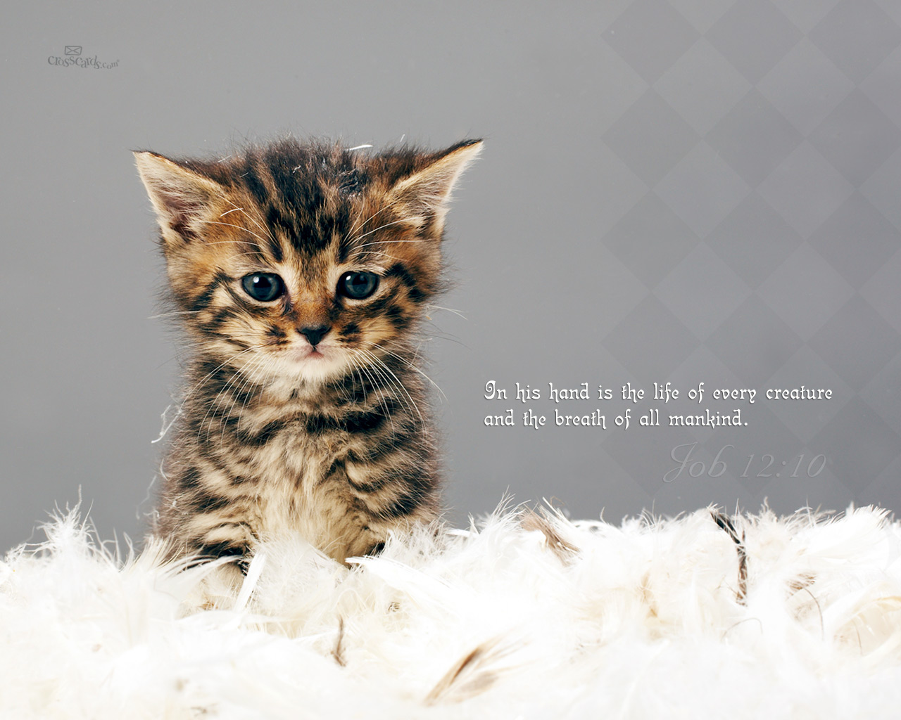 Labels Bible Verse Wallpaper Desktop