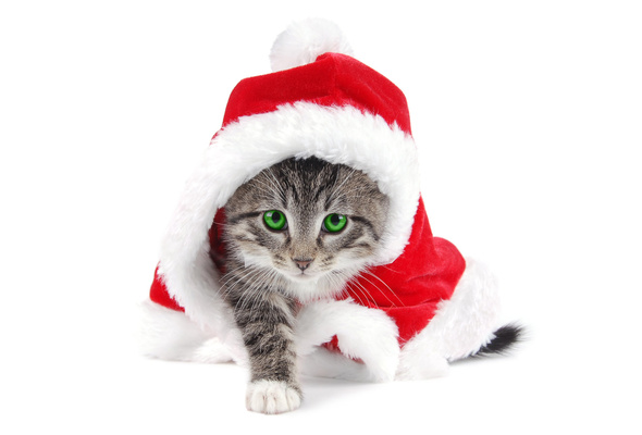 Wallpaper New Year Cat Kitten Santa Claus Christmas Costume