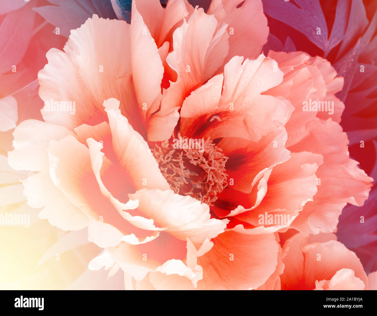 Bright Floral Wallpaper With Beautiful Gentle Pink Peony Flower
