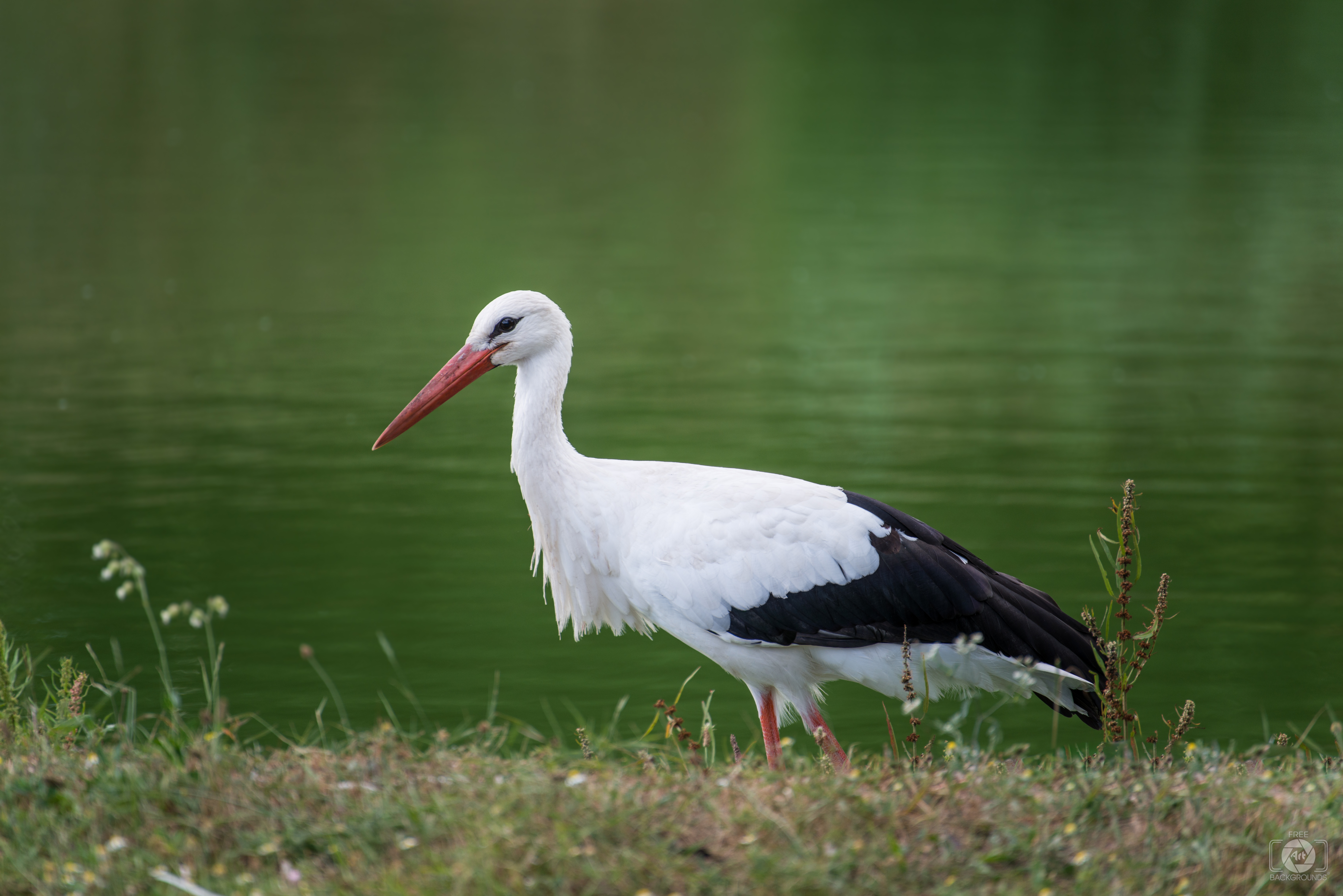 White Stork Background   High quality Backgrounds 7360x4912